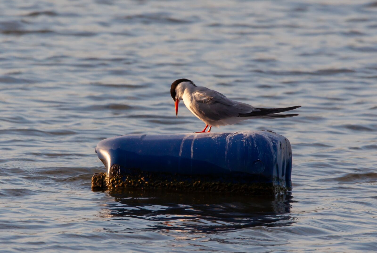 150-600mm F5-6.3 DG OS HSM | Contemporary 015 sample photo. Arctic tern, sea swallow photography