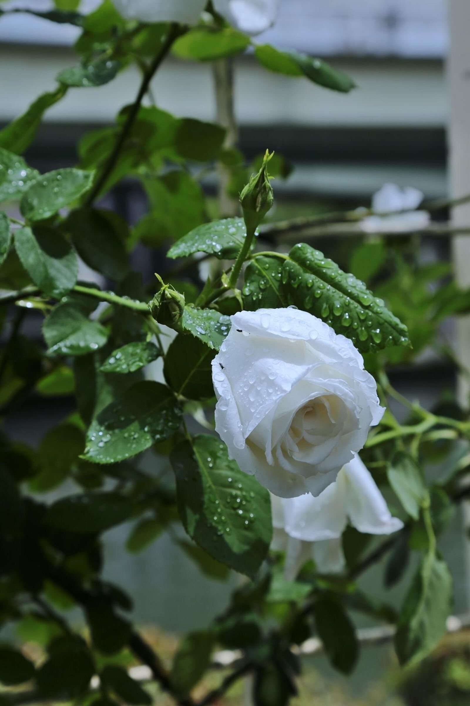 Canon EOS 6D + Canon EF 24-105mm F4L IS USM sample photo. Flowers, japan, rose photography
