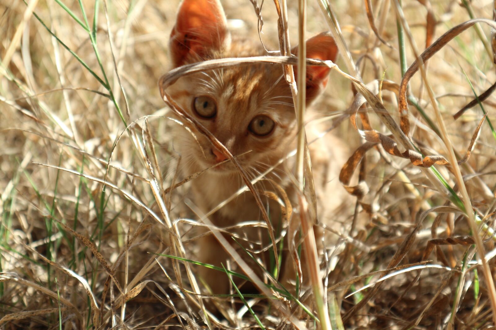 Canon EOS M10 sample photo. Cat, summer, portugal photography