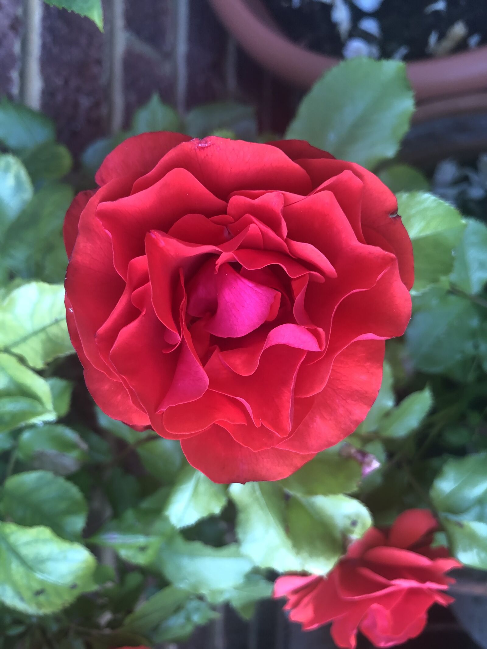 Apple iPhone 8 sample photo. Red, rose, flower photography