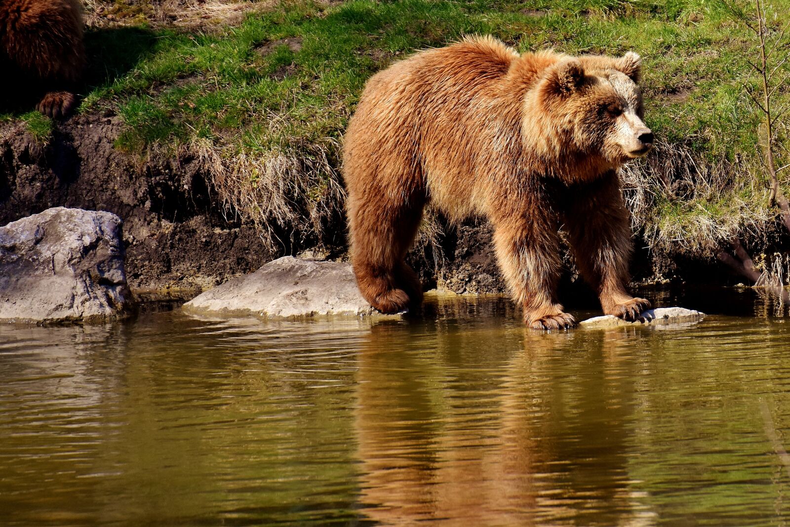 Nikon D7200 sample photo. European brown bear, wild photography