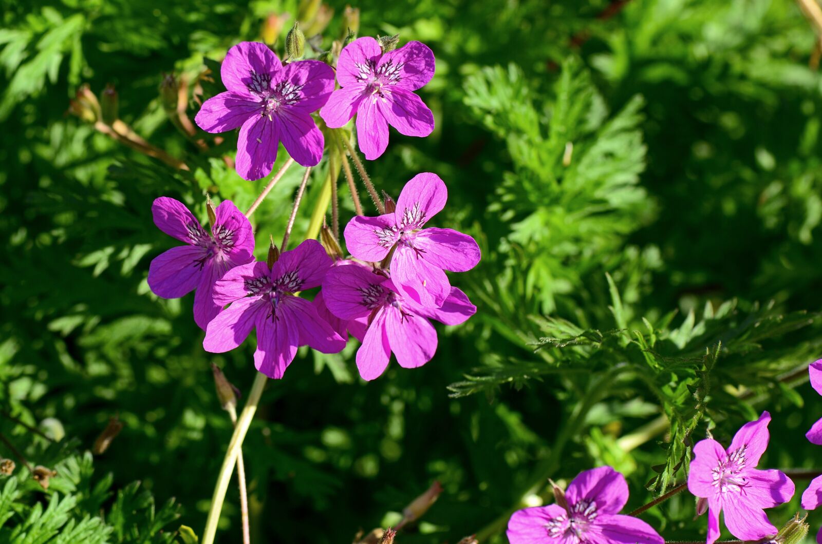 Nikon D7000 sample photo. Cranesbill, garden, plant photography