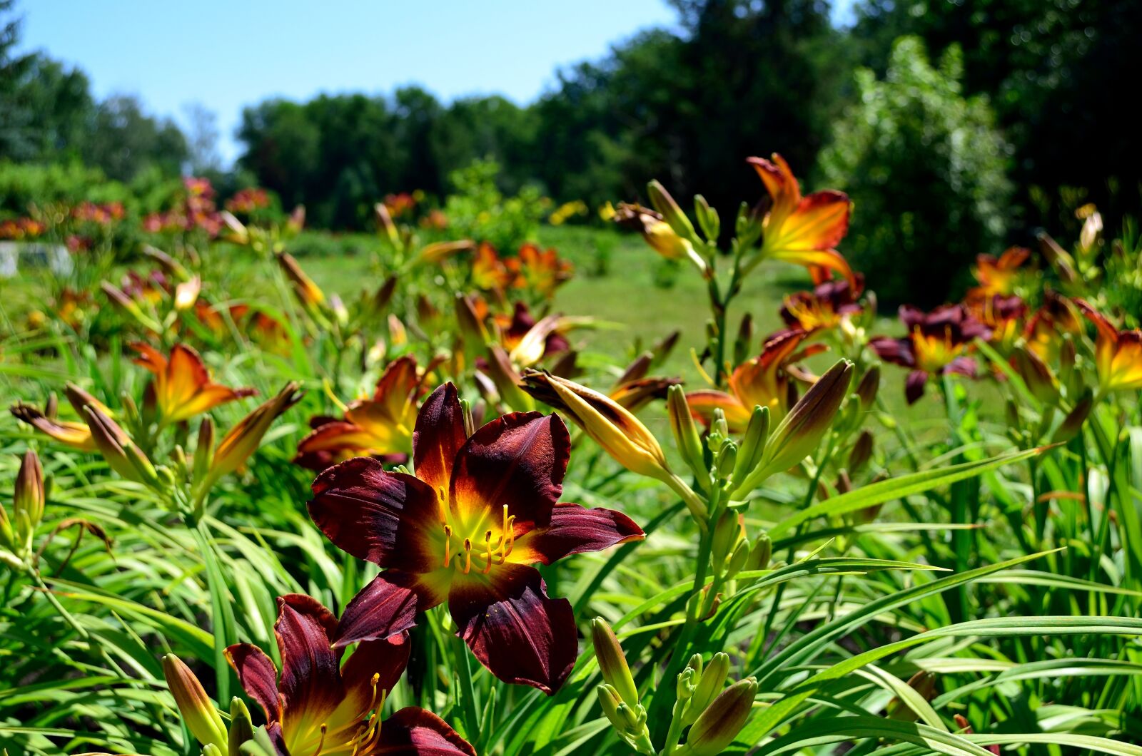 Nikon D5100 sample photo. Flowers, red, summer photography