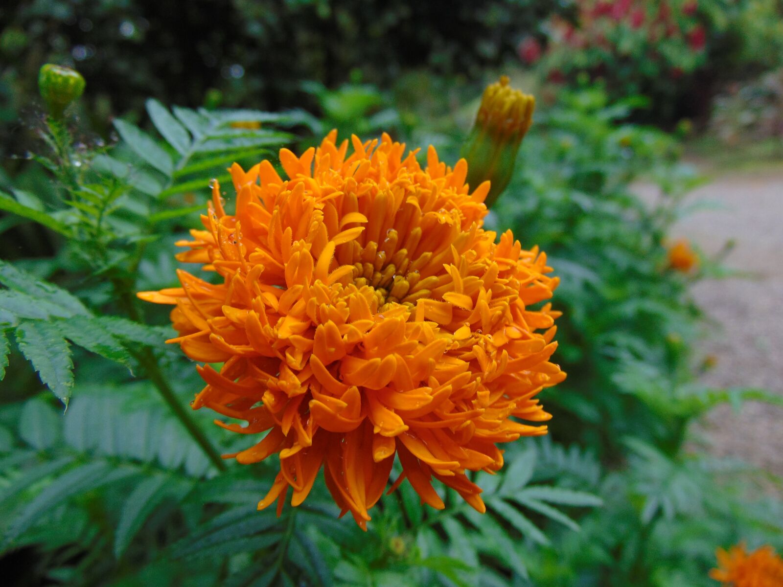 Sony Cyber-shot DSC-H300 sample photo. Flower, orange, yellow flower photography