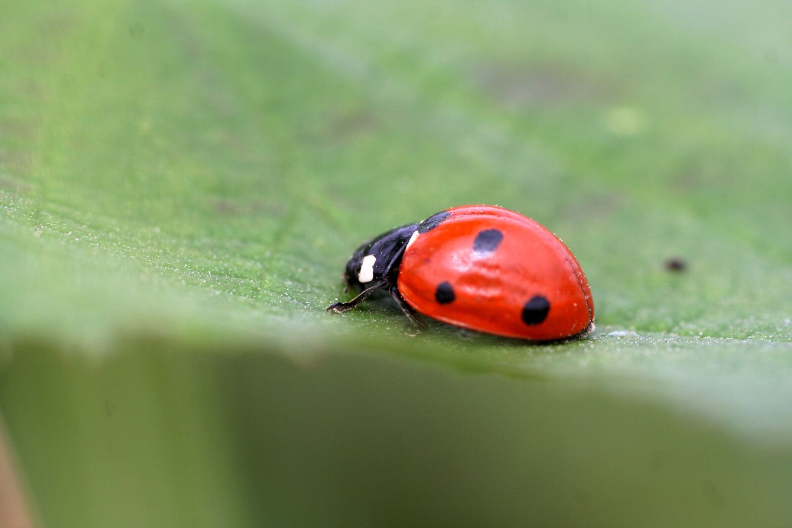 Canon EOS 350D (EOS Digital Rebel XT / EOS Kiss Digital N) sample photo. Ladybug, insect, nature photography