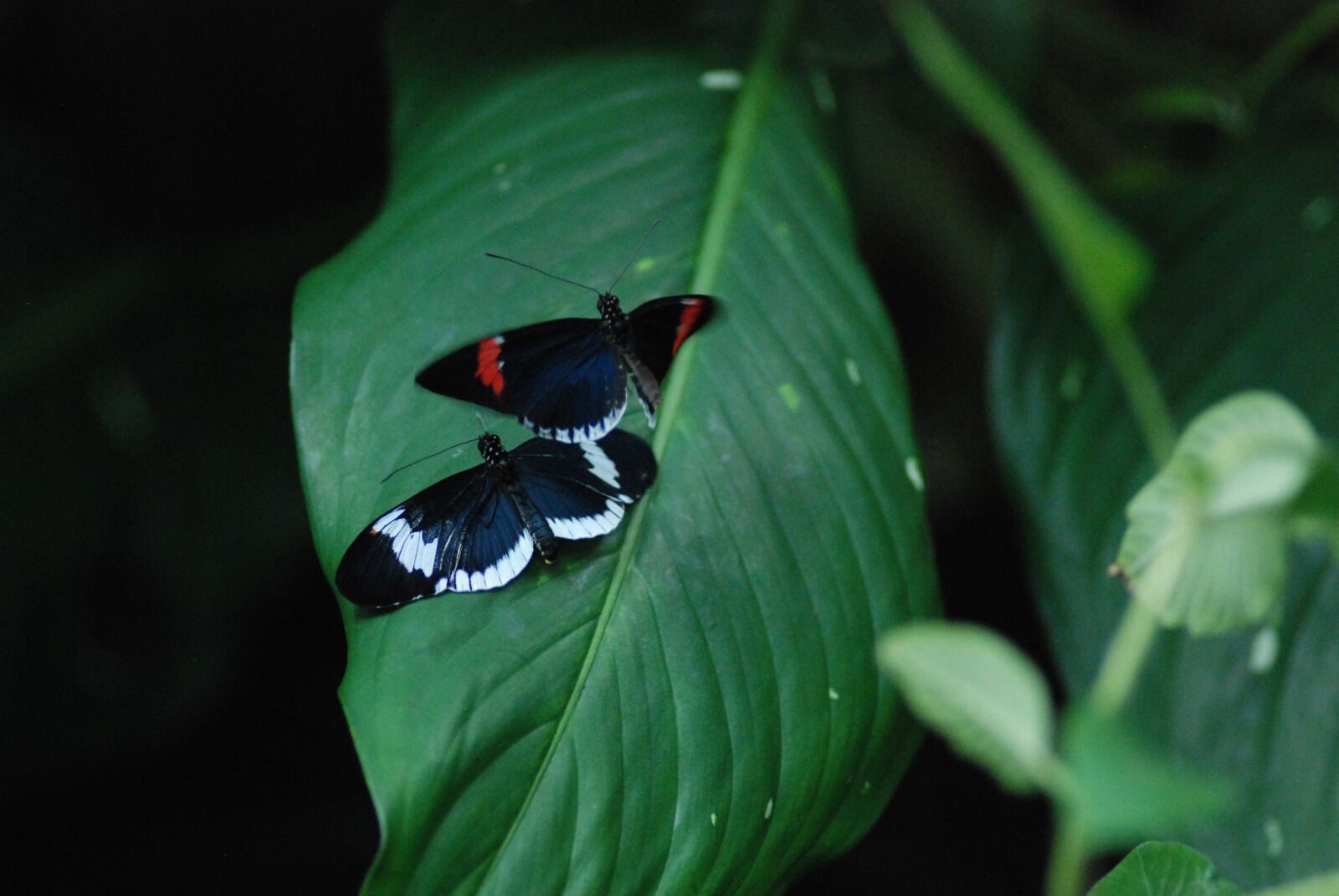 Nikon D80 sample photo. Butterflies mating, 2 of photography