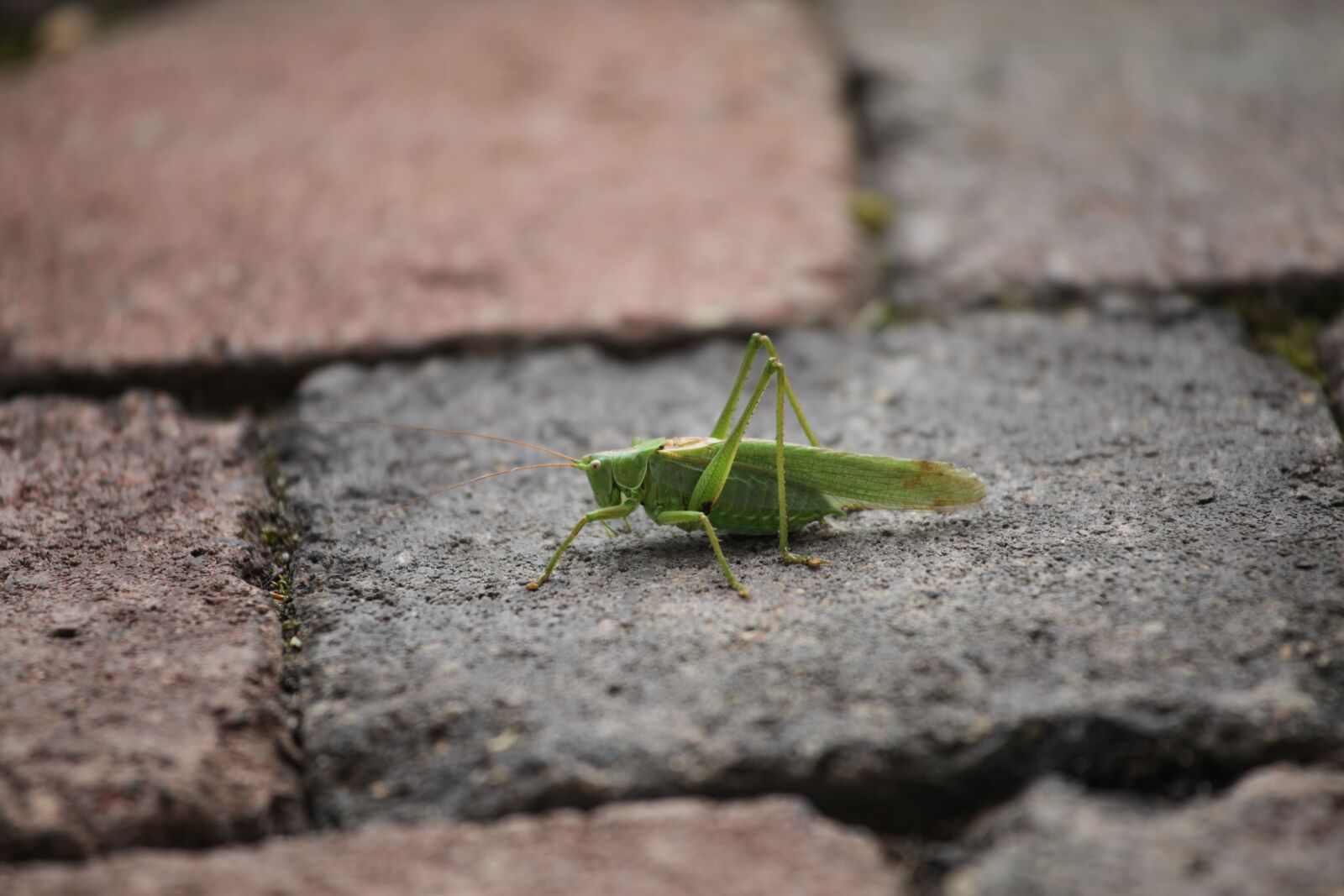 Canon EOS 5D Mark II sample photo. Grasshopper, home, insect photography