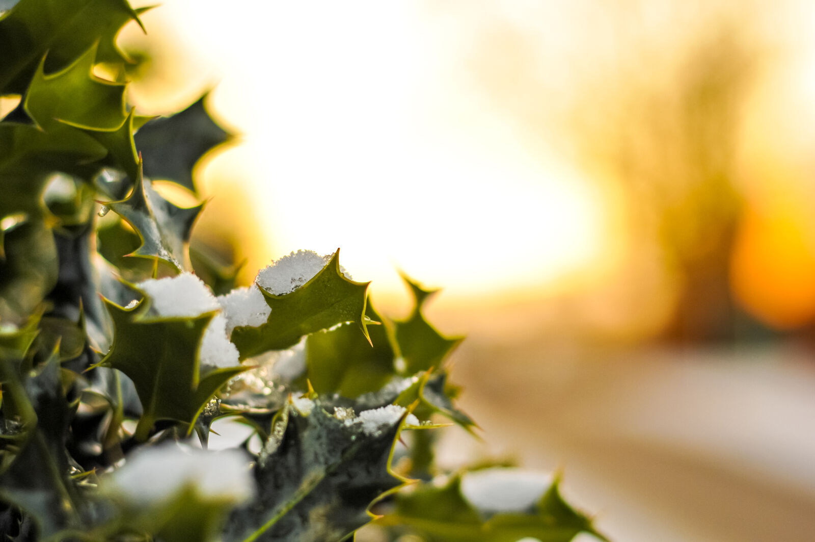 Nikon D300 sample photo. Nature, sunset, bush, sunrise photography