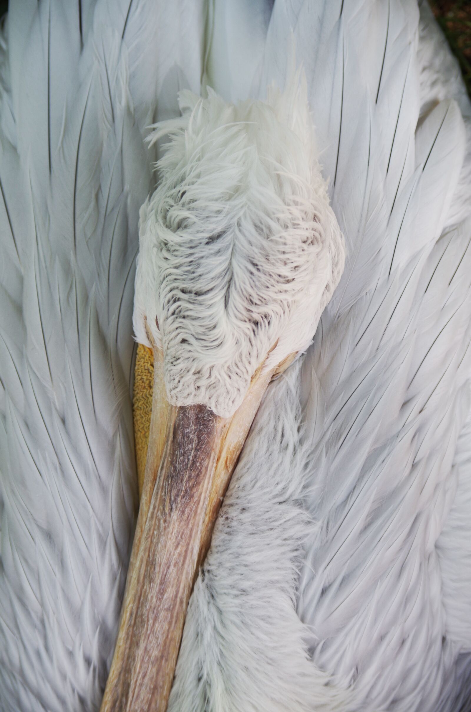 Pentax K-500 sample photo. Pelican, sleep, white photography