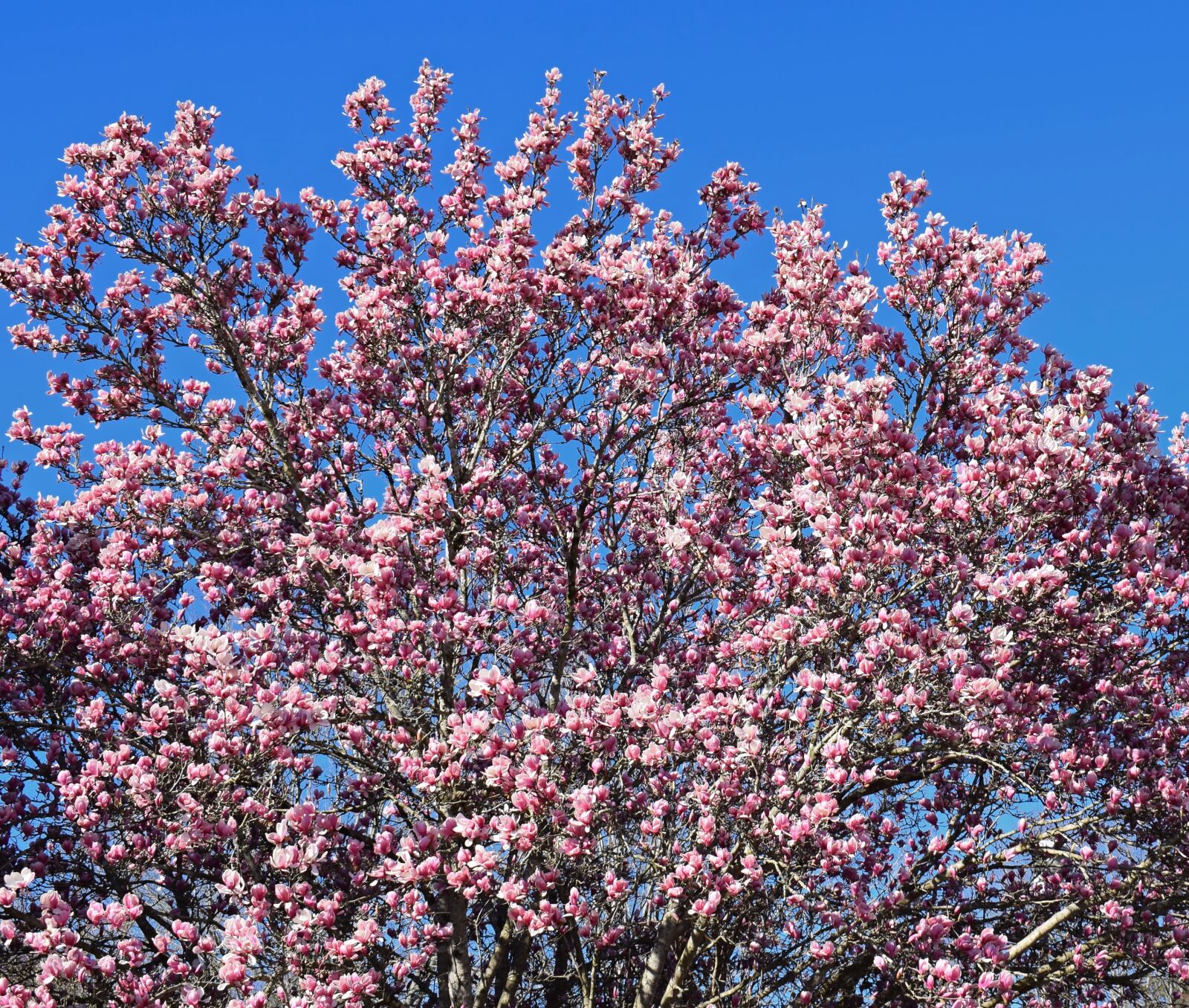 Nikon D3300 sample photo. Pink magnolia, magnolia, tree photography