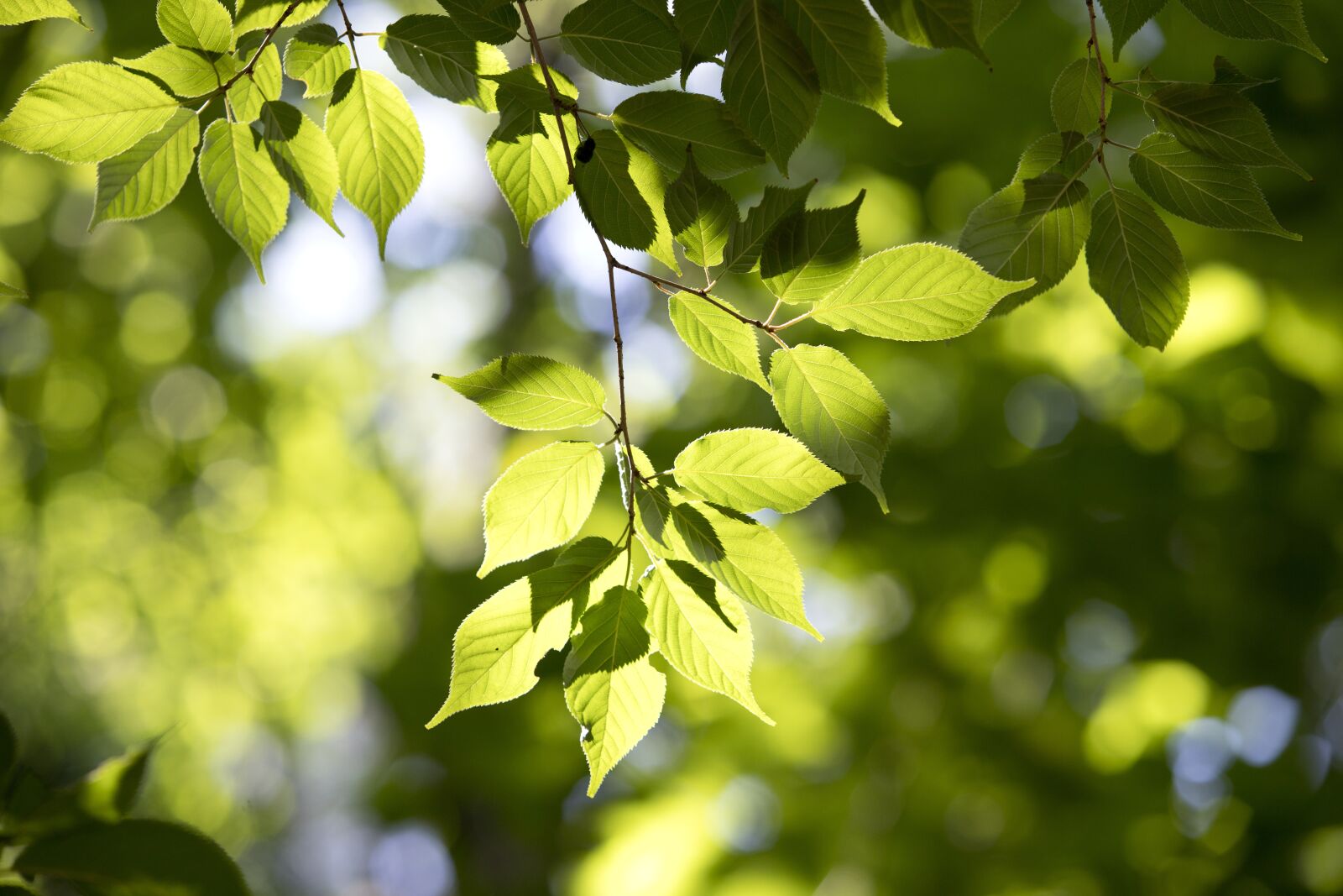 Canon EOS 6D Mark II sample photo. The leaves, state of photography