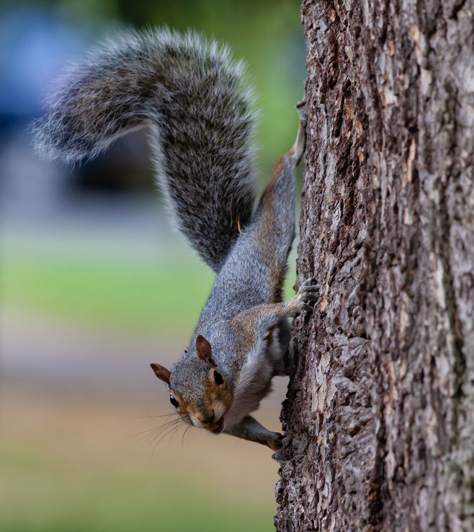 150-600mm F5-6.3 DG OS HSM | Contemporary 015 sample photo. Grey squirrel, squirrel, squirrel photography