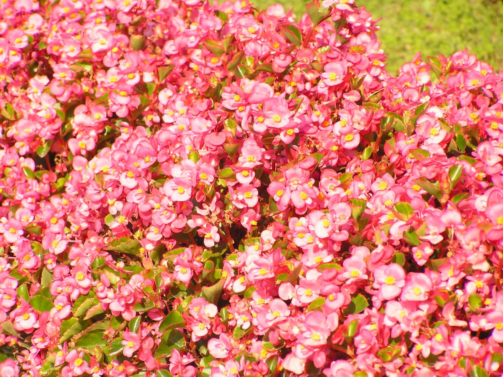 KONICA MINOLTA DiMAGE Z2 sample photo. Flowers photography