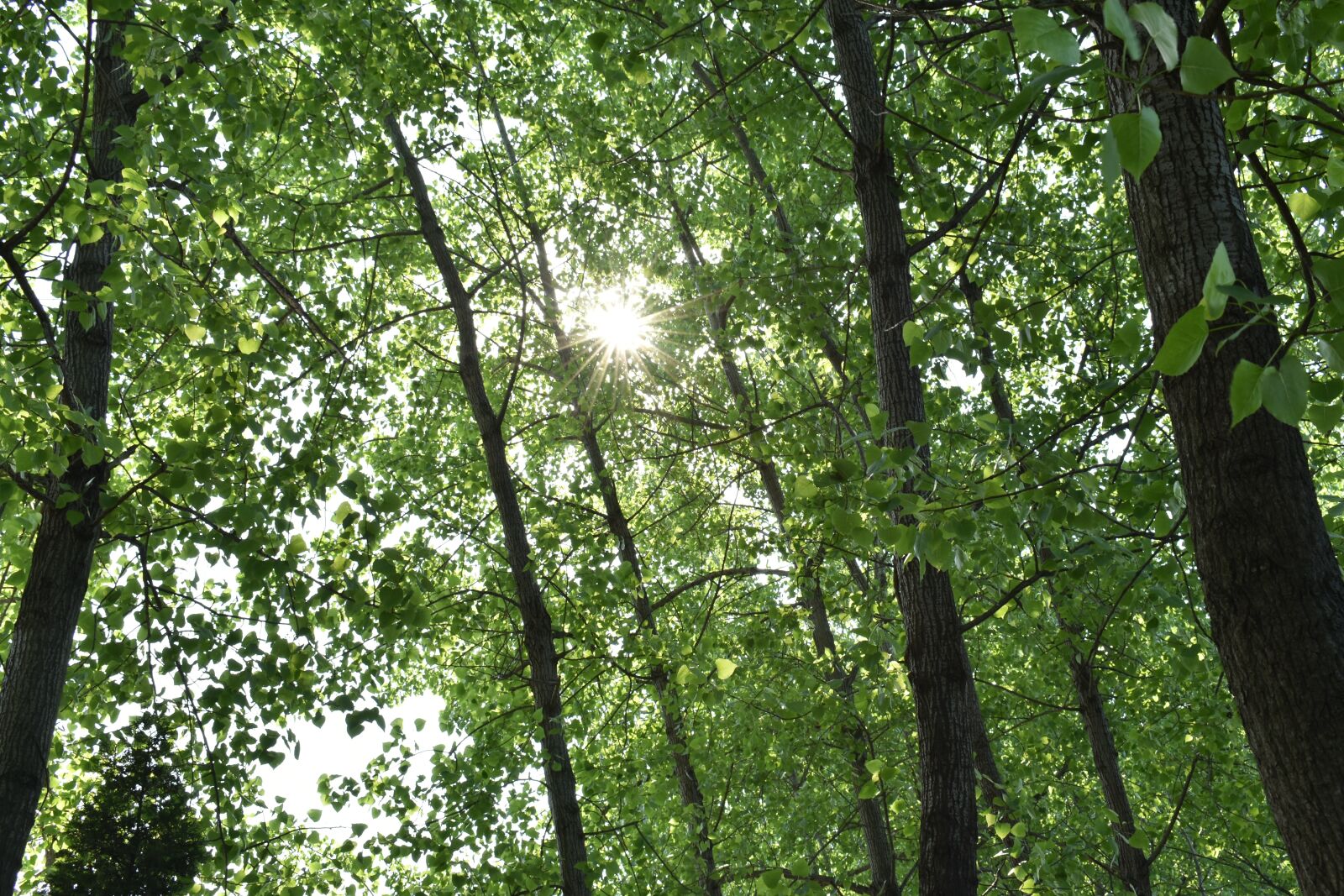 Nikon D3400 sample photo. Green, shade, the leaves photography