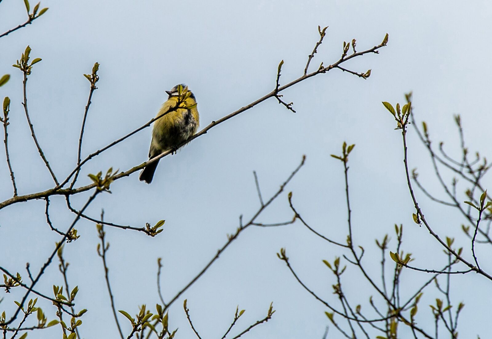 Nikon D5000 sample photo. Nature, bird, tree photography