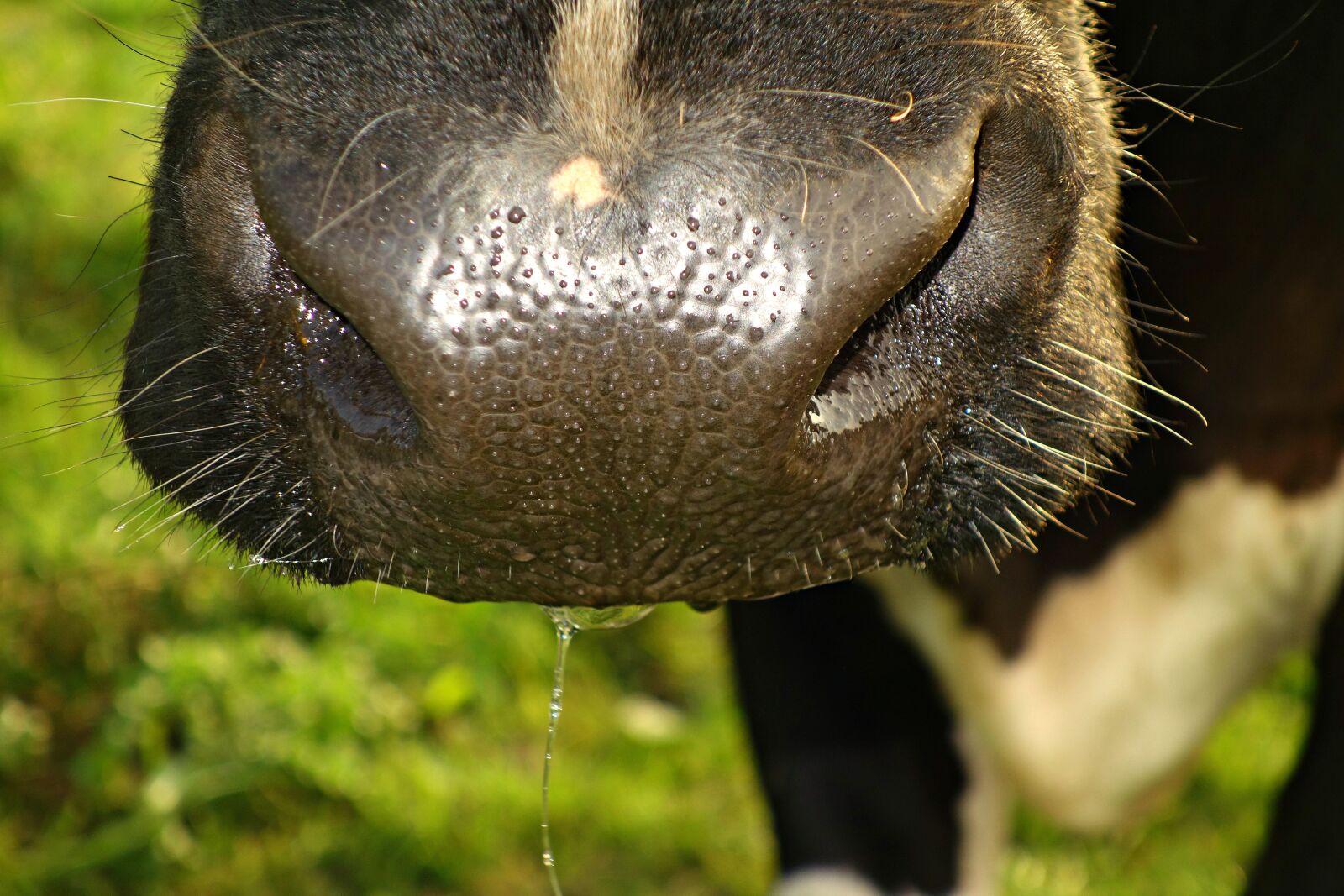 Sony Cyber-shot DSC-RX100 sample photo. Cow, animal, mammal photography