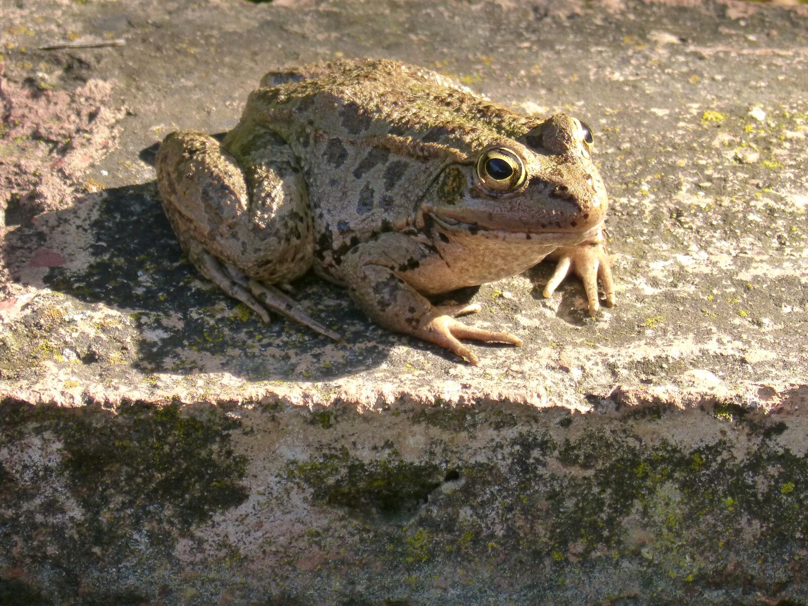 Panasonic DMC-FZ62 sample photo. Frog, batrachian, shore photography