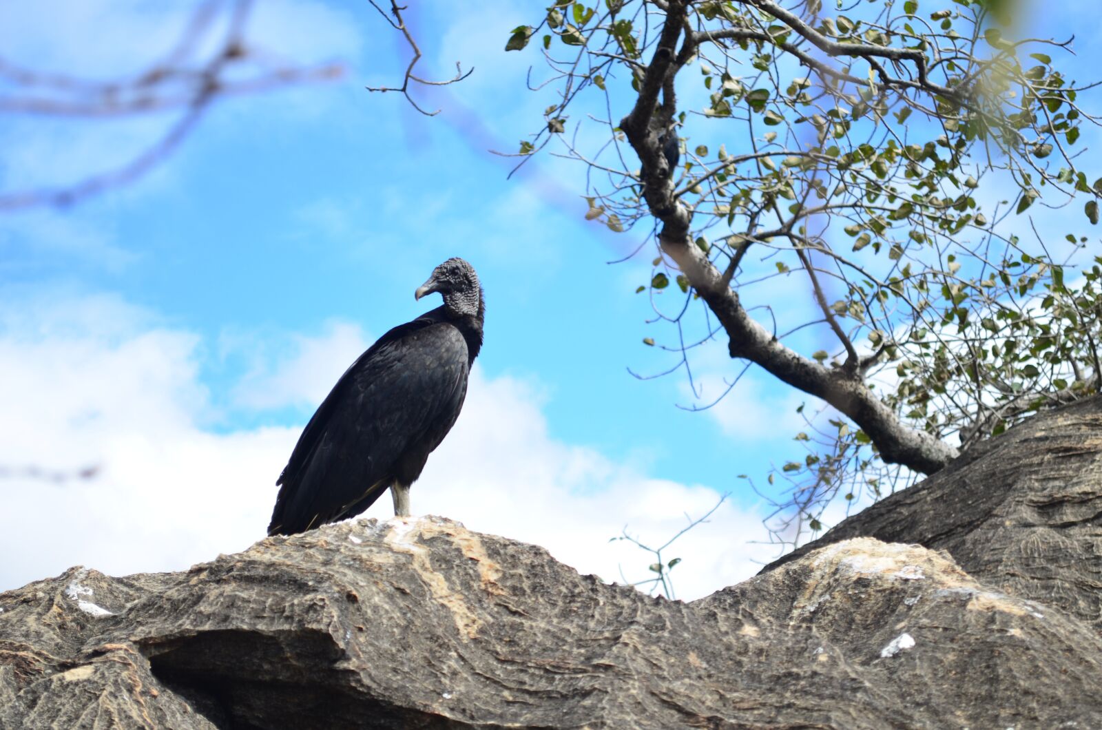 Nikon D5100 sample photo. Vulture, bird, paige photography