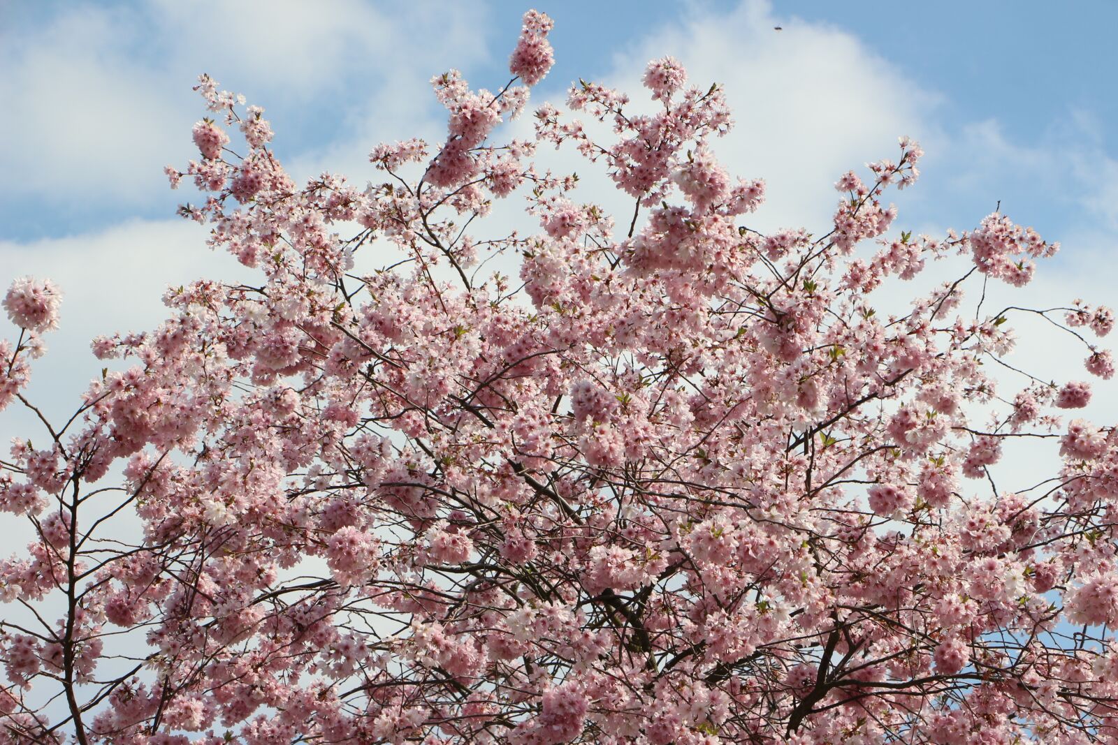 Canon EOS 700D (EOS Rebel T5i / EOS Kiss X7i) sample photo. Almond blossom, may flowers photography