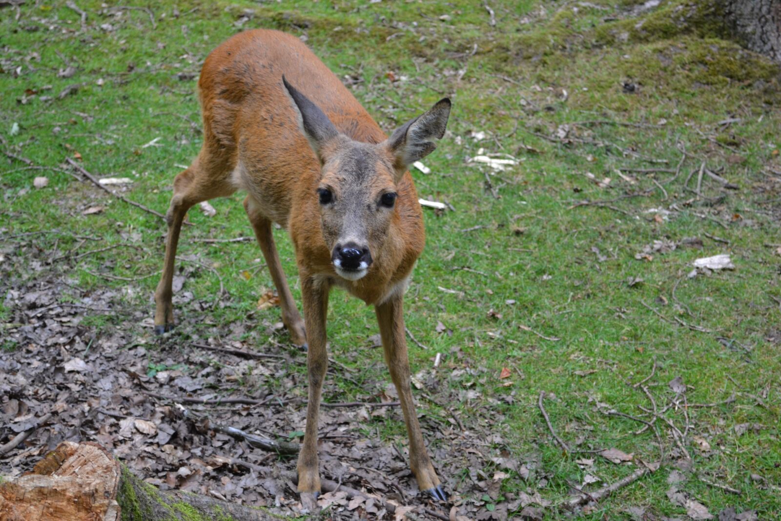 Nikon D3100 sample photo. Roe deer, zoo, animal photography