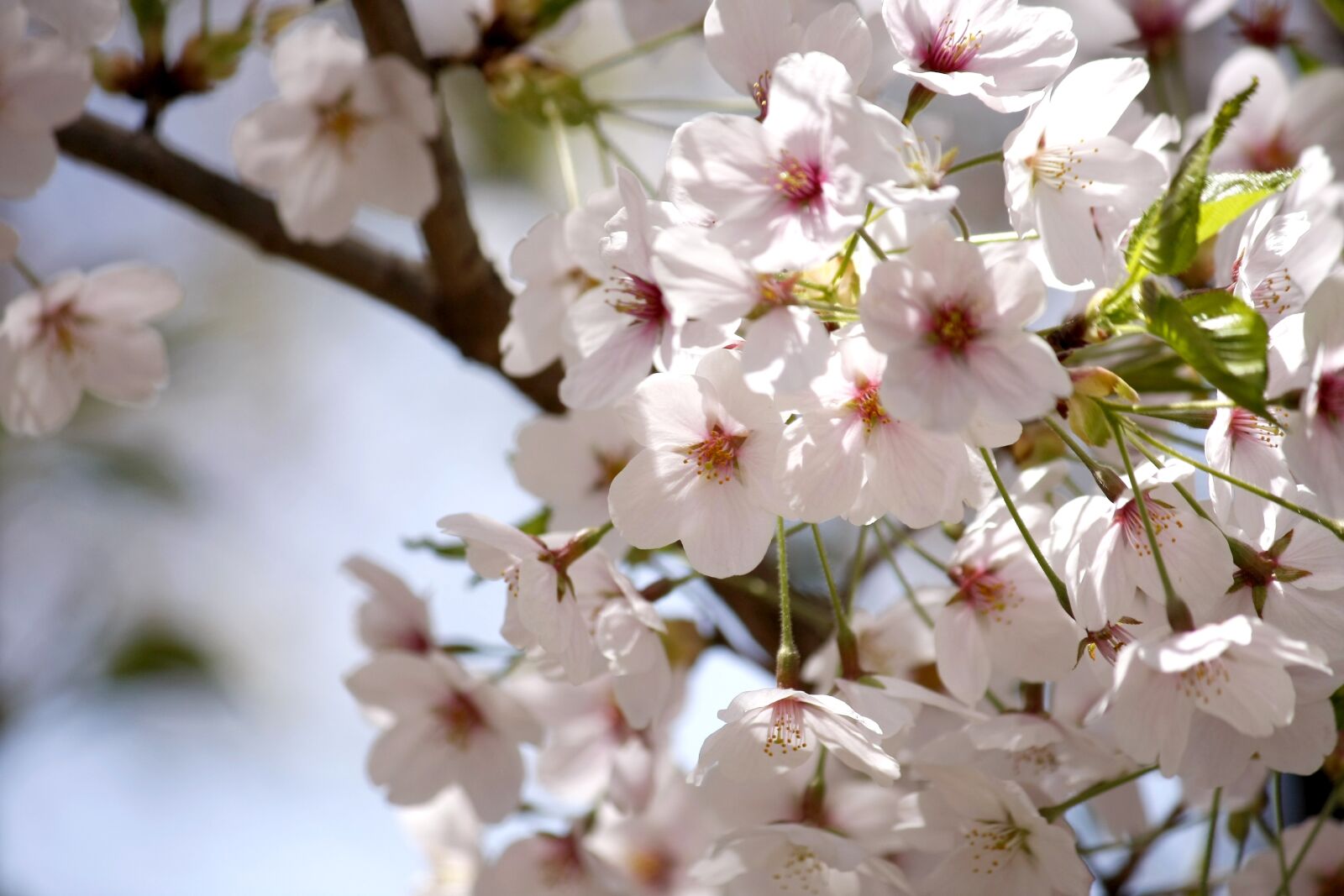 Canon EOS 40D sample photo. Flowers, spring flowers, cherry photography