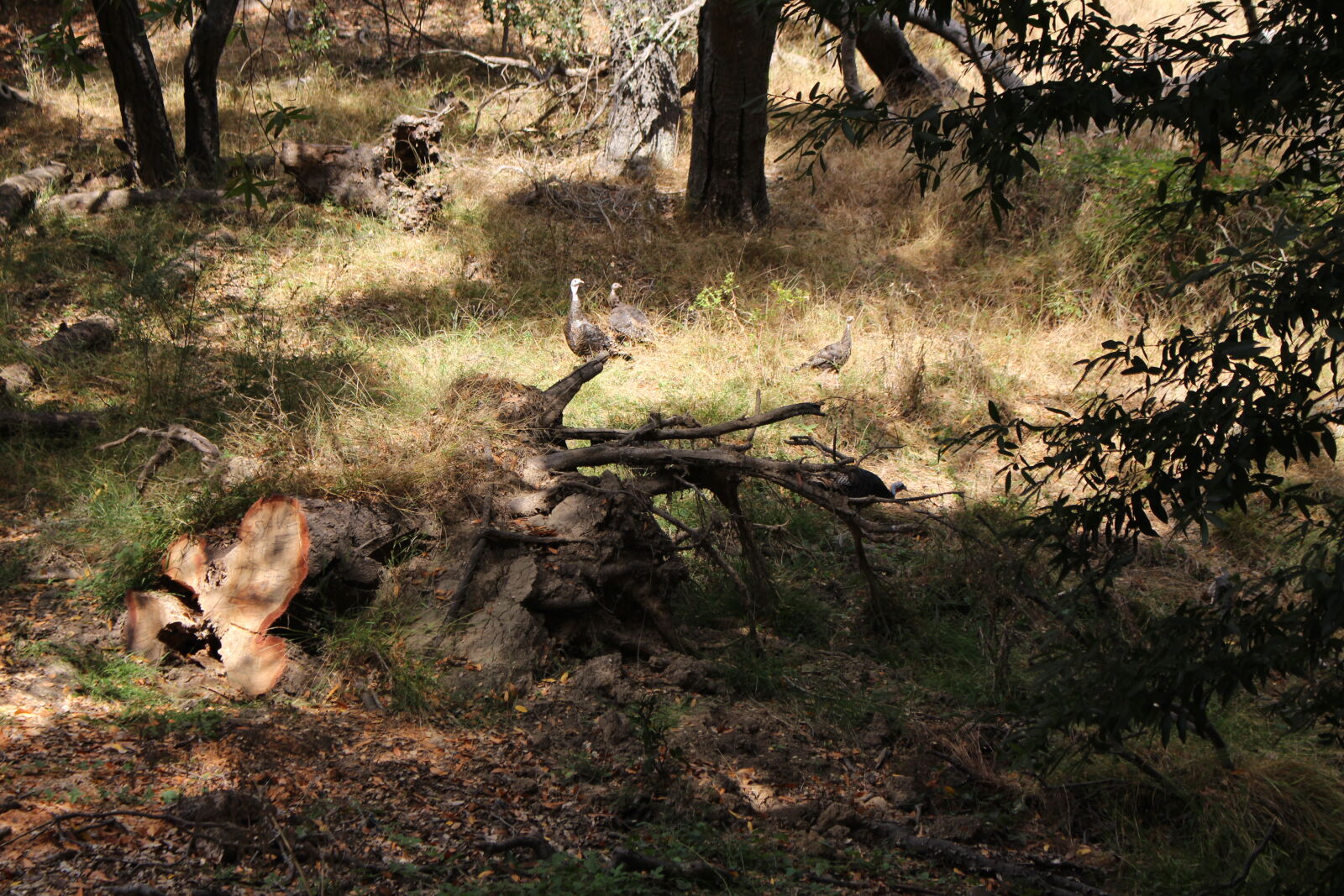 Canon EOS 700D (EOS Rebel T5i / EOS Kiss X7i) sample photo. Nature, turkeys, wildlife, photography photography