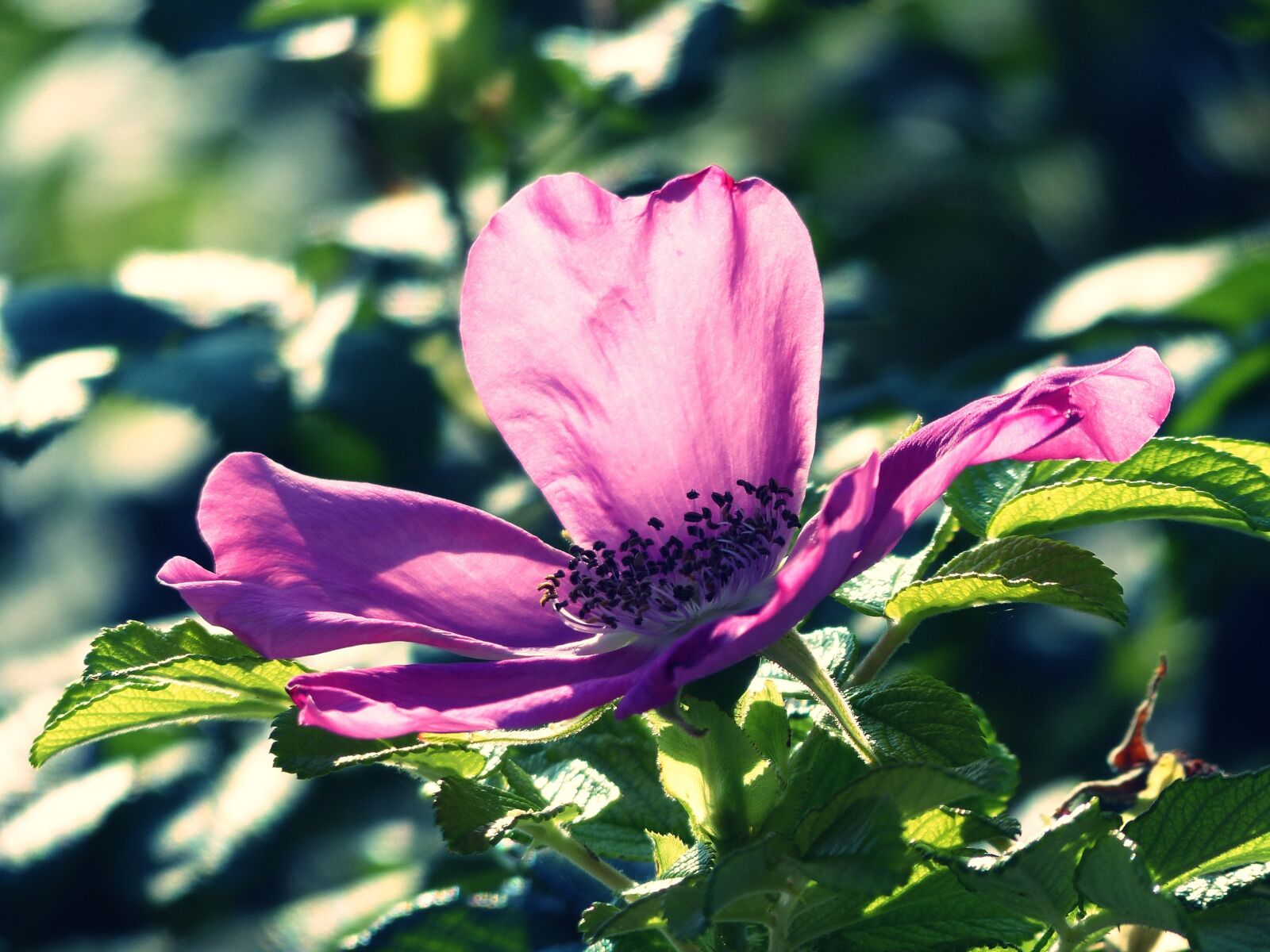 Panasonic Lumix DMC-FZ200 sample photo. Wild rose, blossom, bloom photography