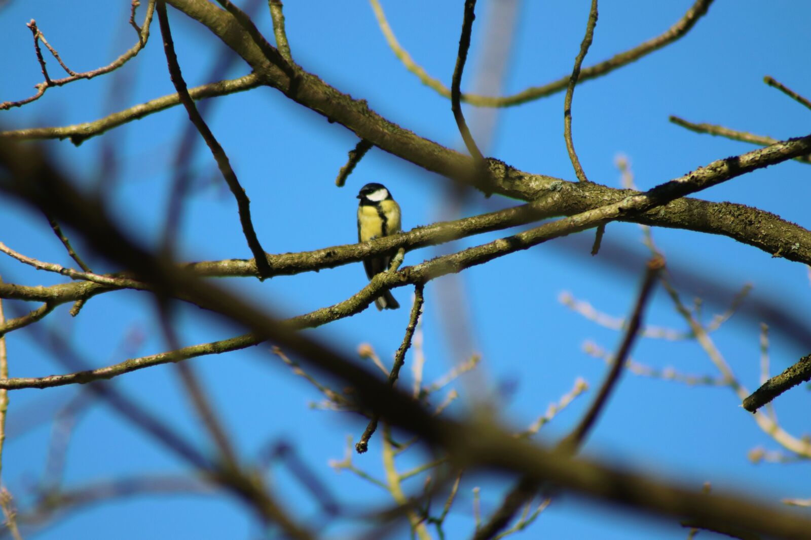 Canon EOS 200D (EOS Rebel SL2 / EOS Kiss X9) sample photo. Tit, bird, songbird photography