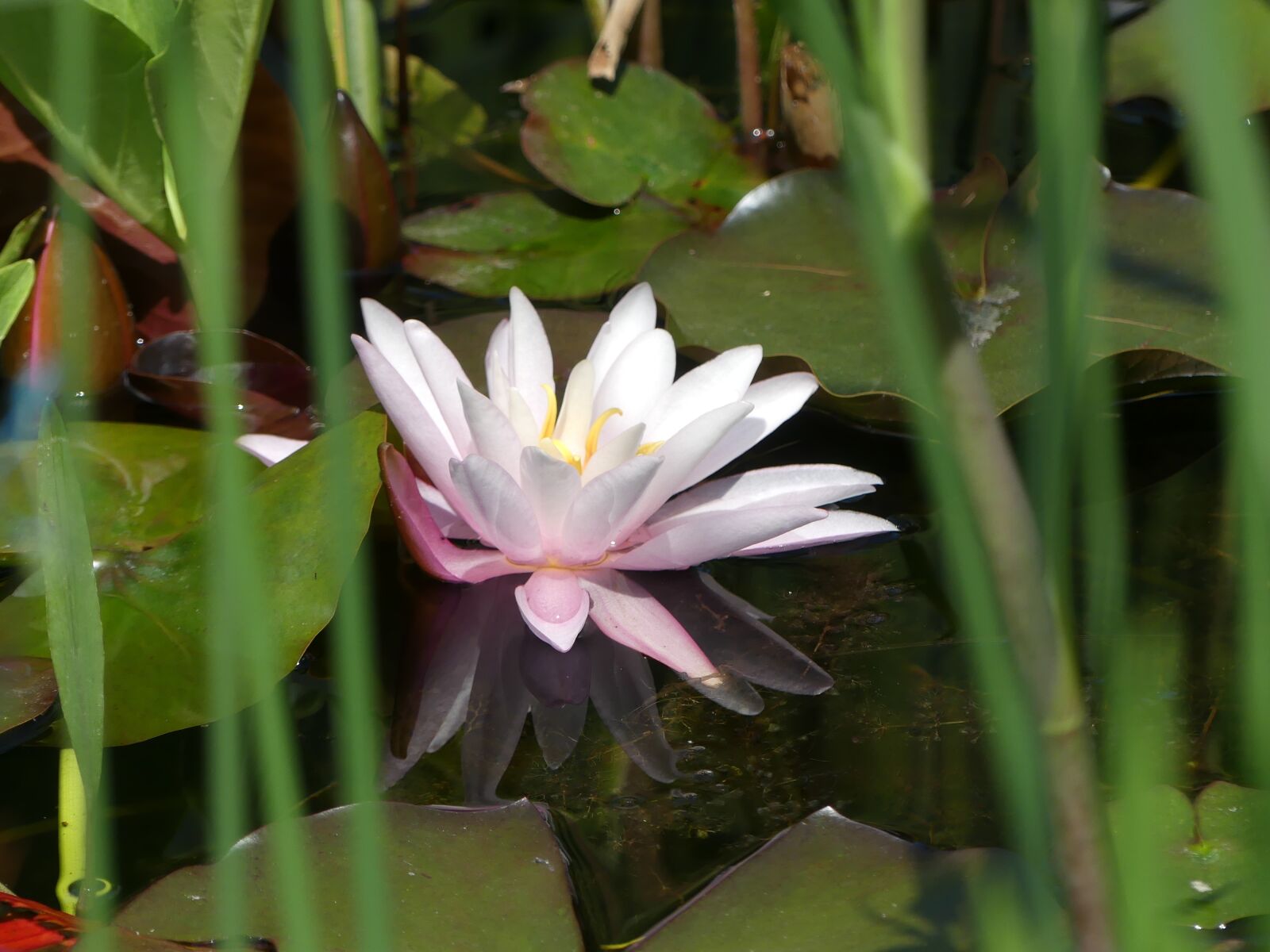 Panasonic Lumix DMC-FZ300 sample photo. Water lily, pink, pond photography