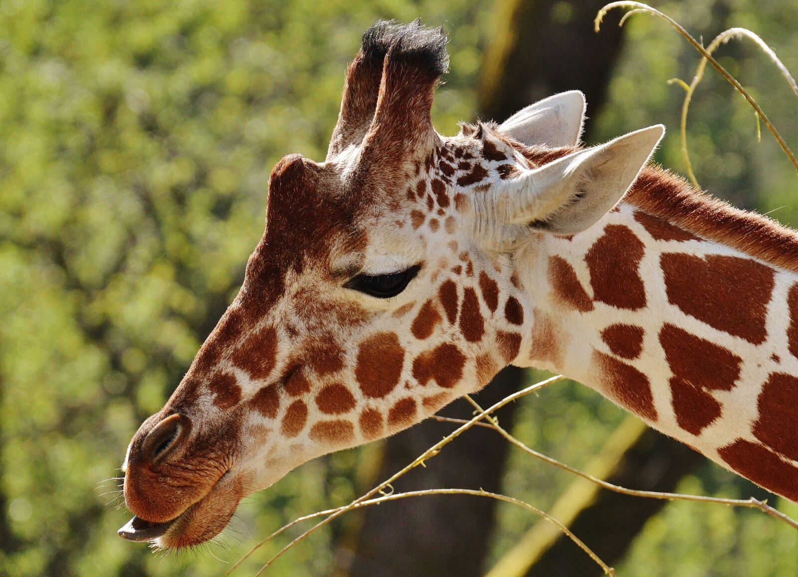 Nikon D3200 sample photo. Giraffe, zoo, animal photography