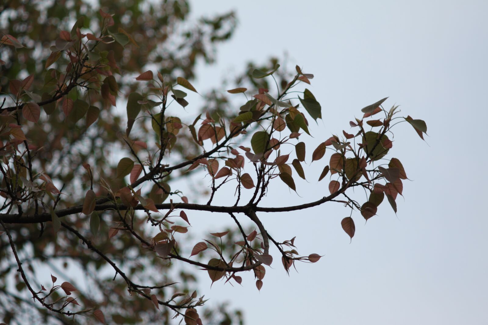 Canon EOS 50D sample photo. Leaves, ficus religiosa, mf photography