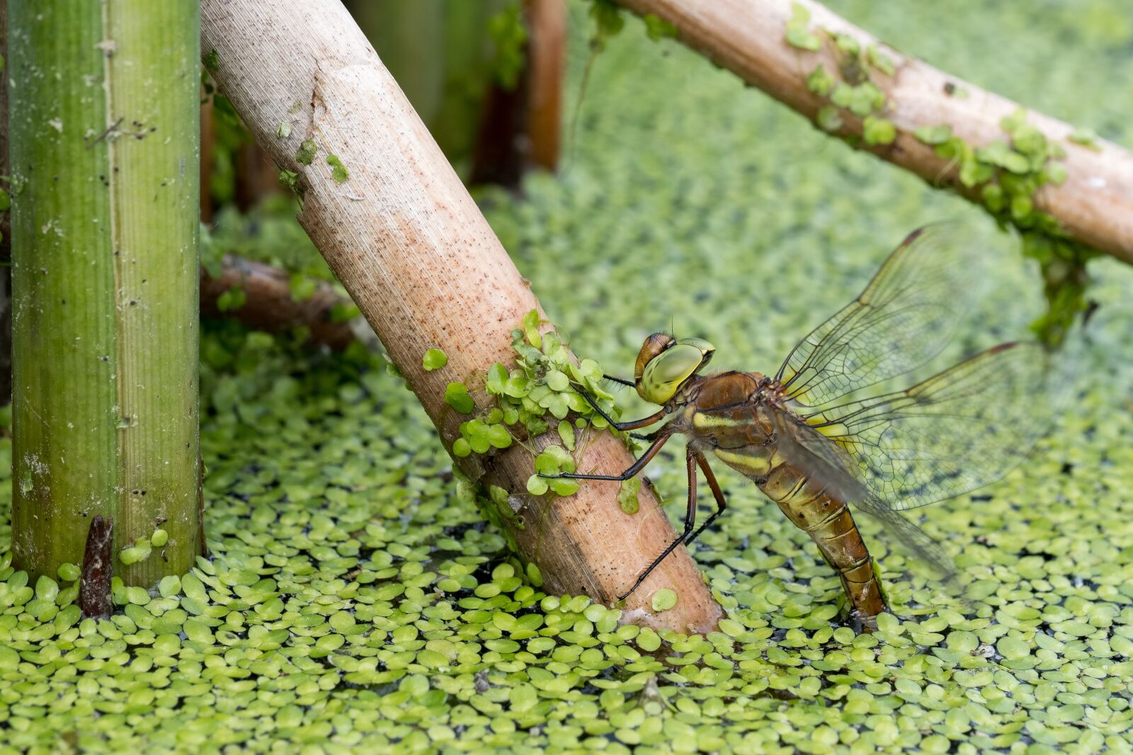 Fujifilm XF 80mm F2.8 R LM OIS WR Macro sample photo. Dragonfly, aeshna isoceles, water photography