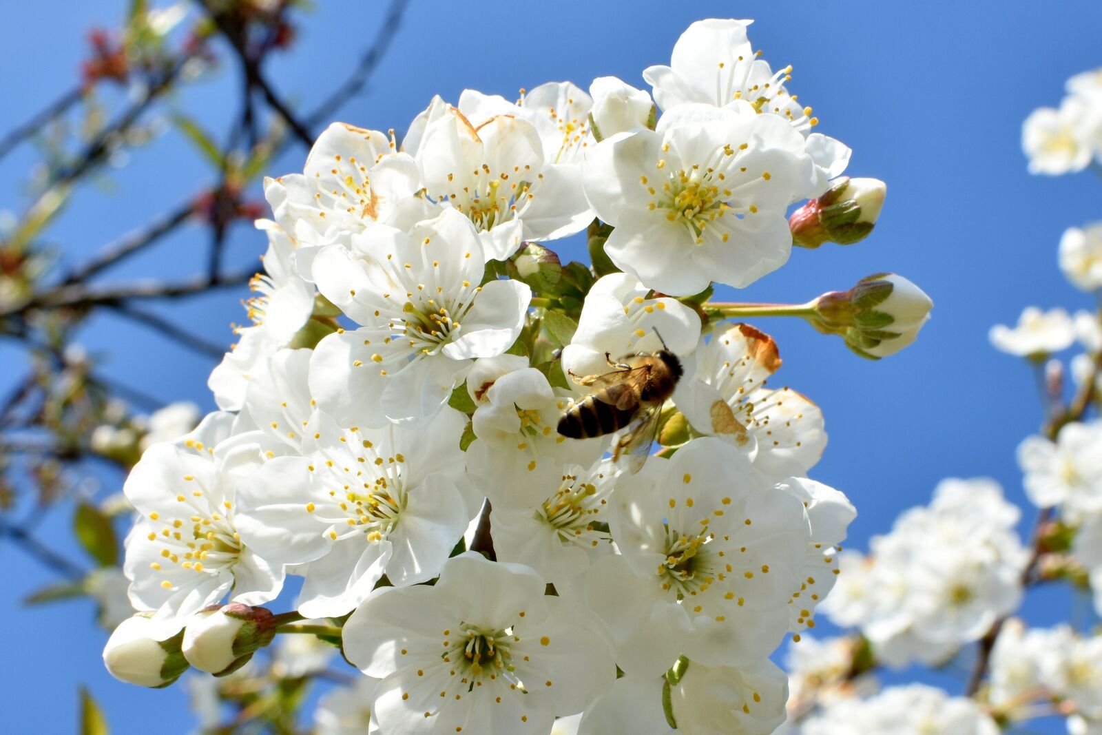Nikon D7200 sample photo. Cherries, flowers, work photography