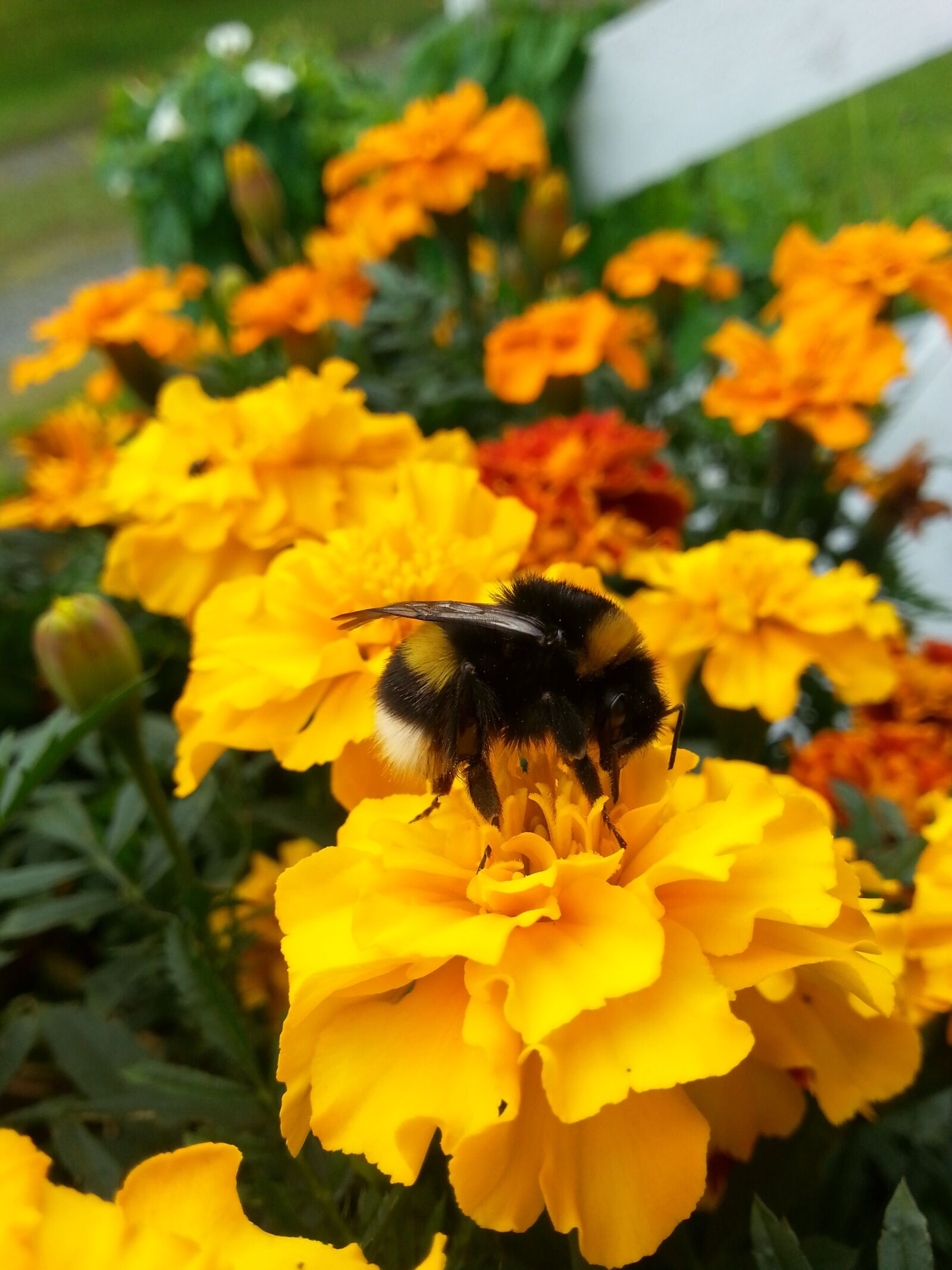 Samsung Galaxy S3 sample photo. Bumble-bee, flower, garden photography