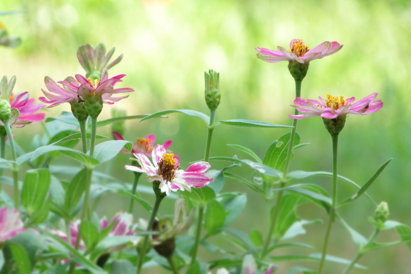 Sony Cyber-shot DSC-HX1 sample photo. Flower, indian blanket flowers photography