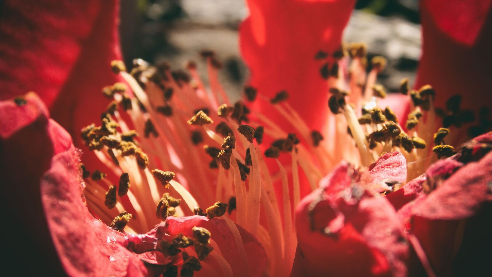 Sony Cyber-shot DSC-HX300 sample photo. Flower, bloom, red photography
