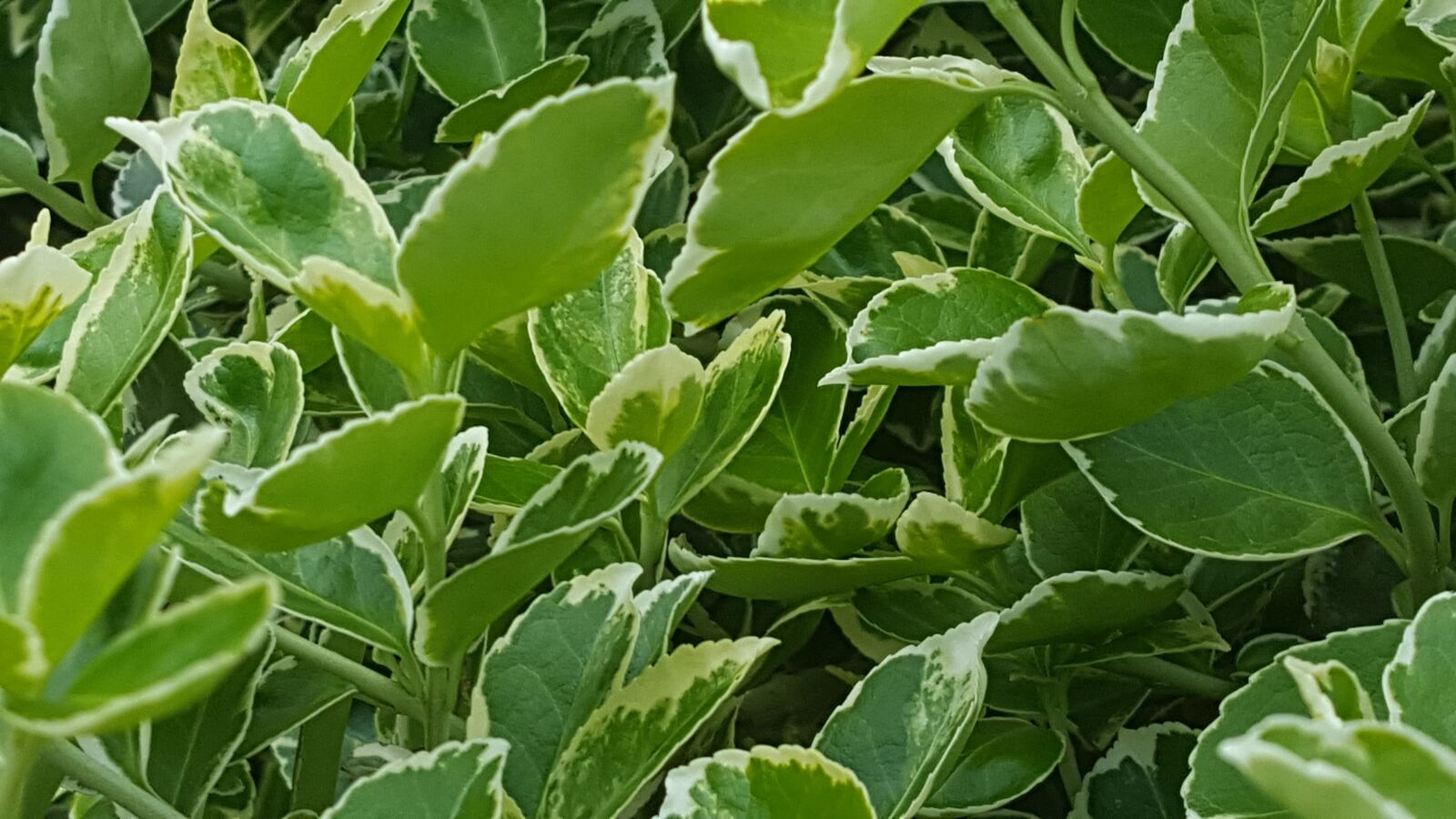 Samsung GALAXY S6 edge sample photo. Green, flowers, nature photography
