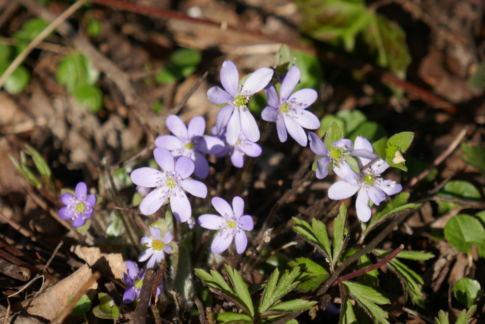 Panasonic Lumix DMC-ZS100 (Lumix DMC-TZ100) sample photo. Flowers, violet, bloom photography