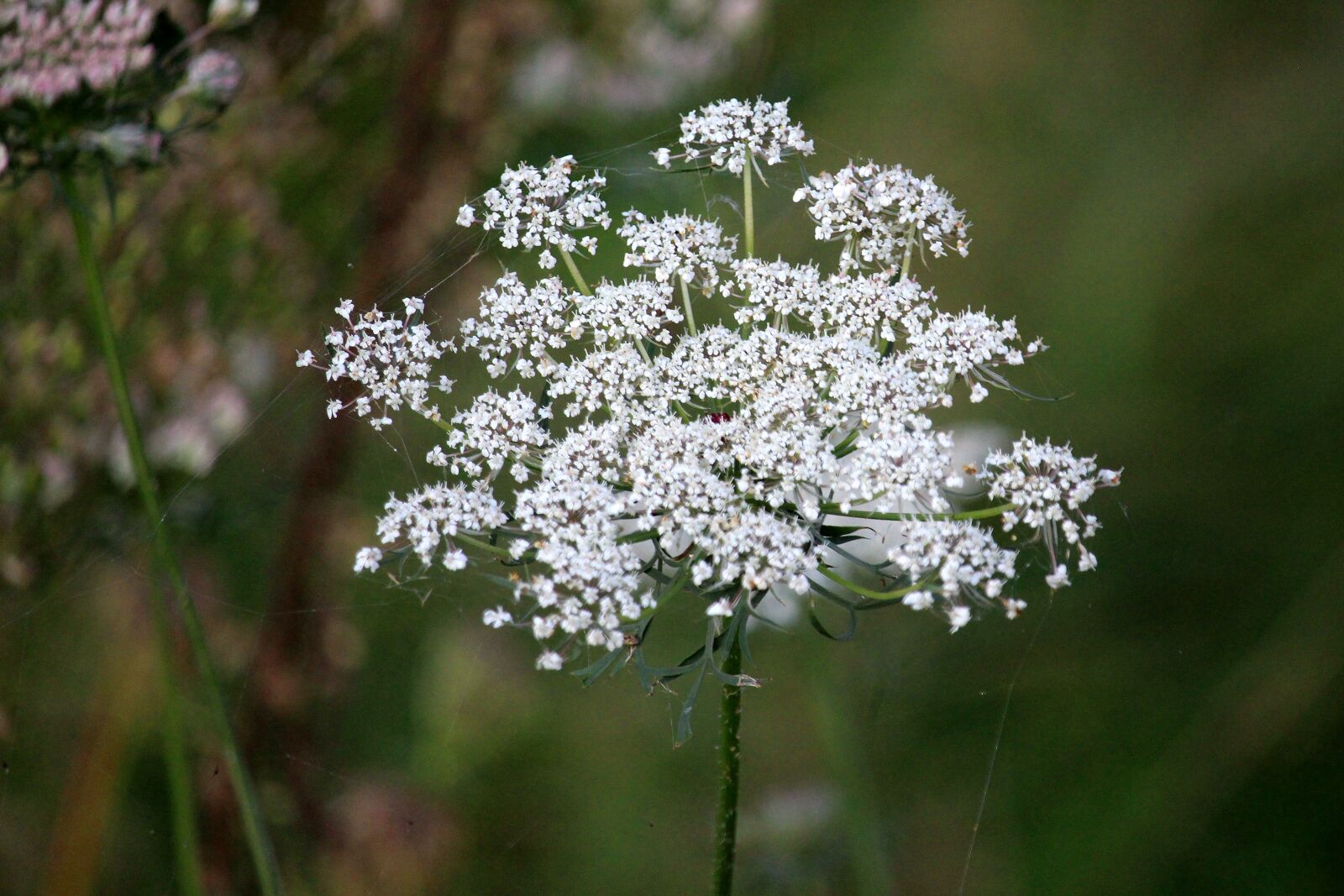 Canon EOS 700D (EOS Rebel T5i / EOS Kiss X7i) sample photo. Wild flower, meadow, white photography