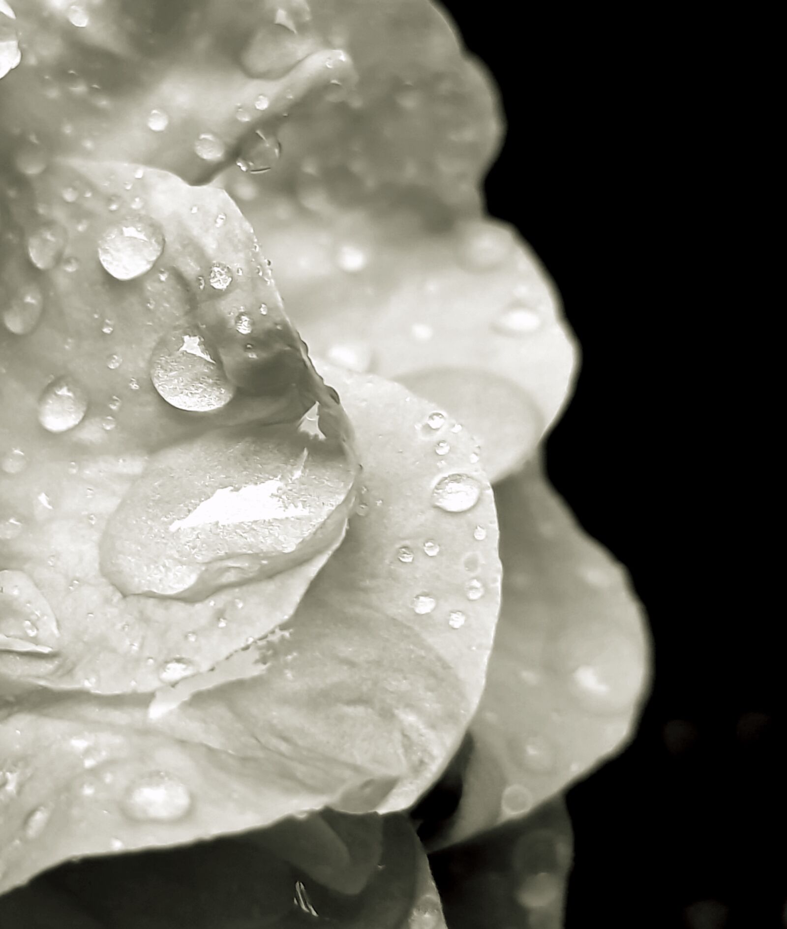 Samsung Galaxy S8 sample photo. Drop, droplet, droplets, flower photography