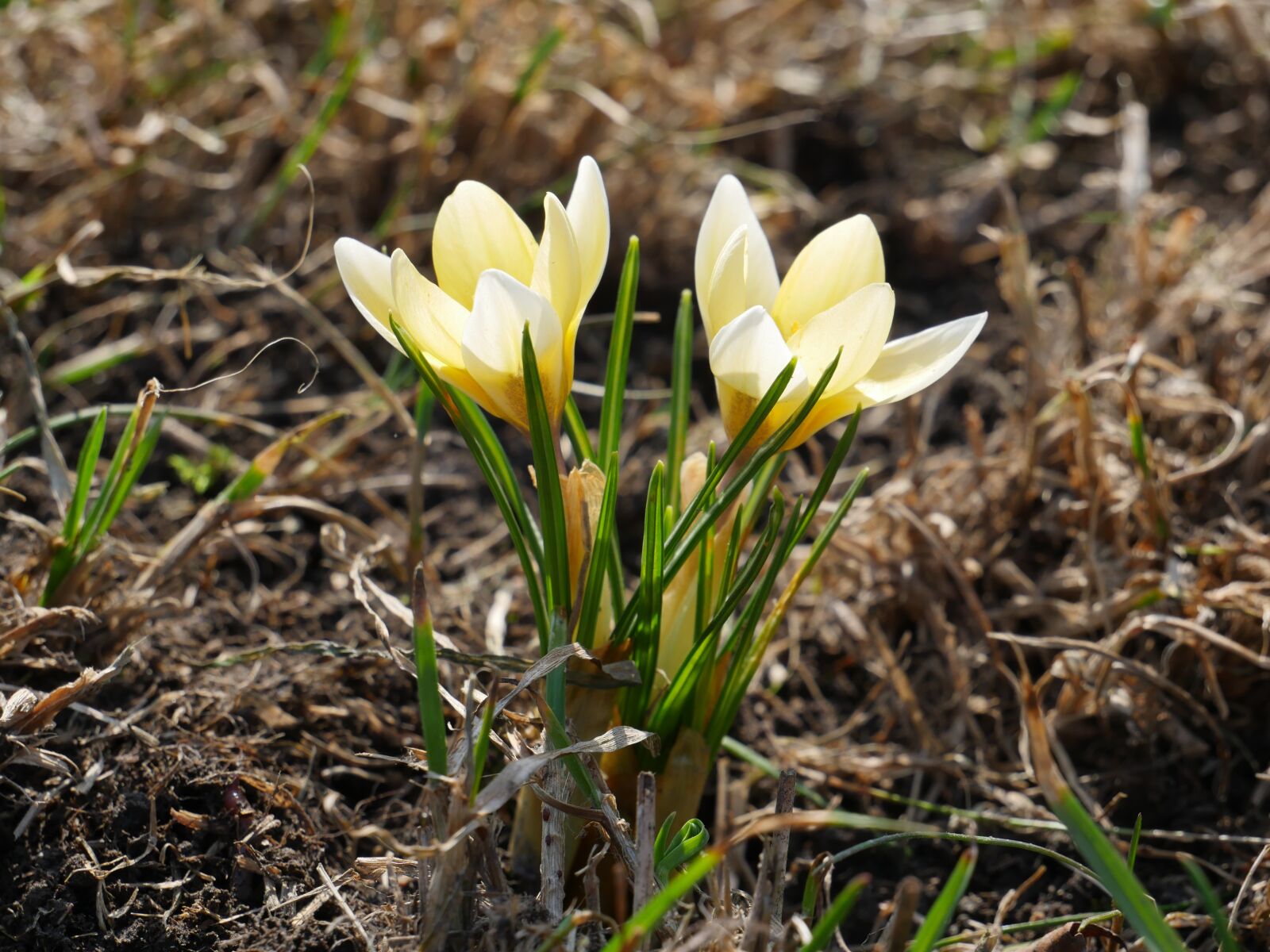 Panasonic Lumix DMC-GH4 sample photo. Nature, plant, flower photography
