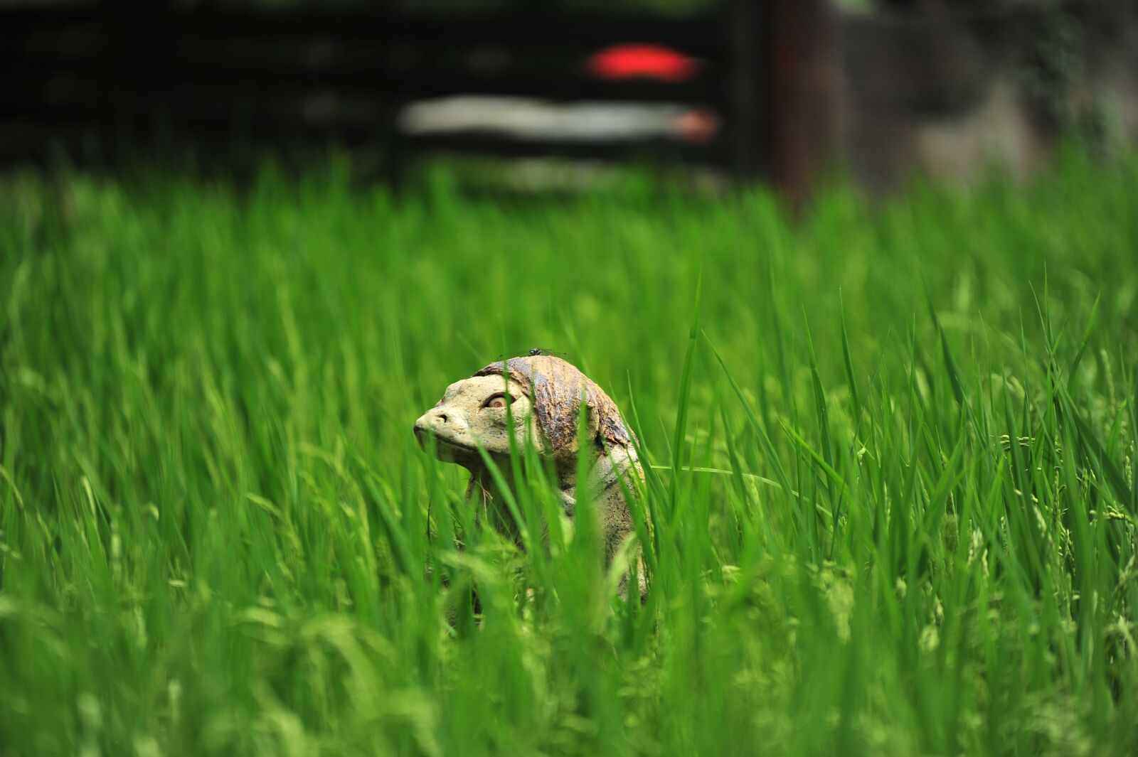 Nikon D700 sample photo. Kappa, dragonfly, summer photography