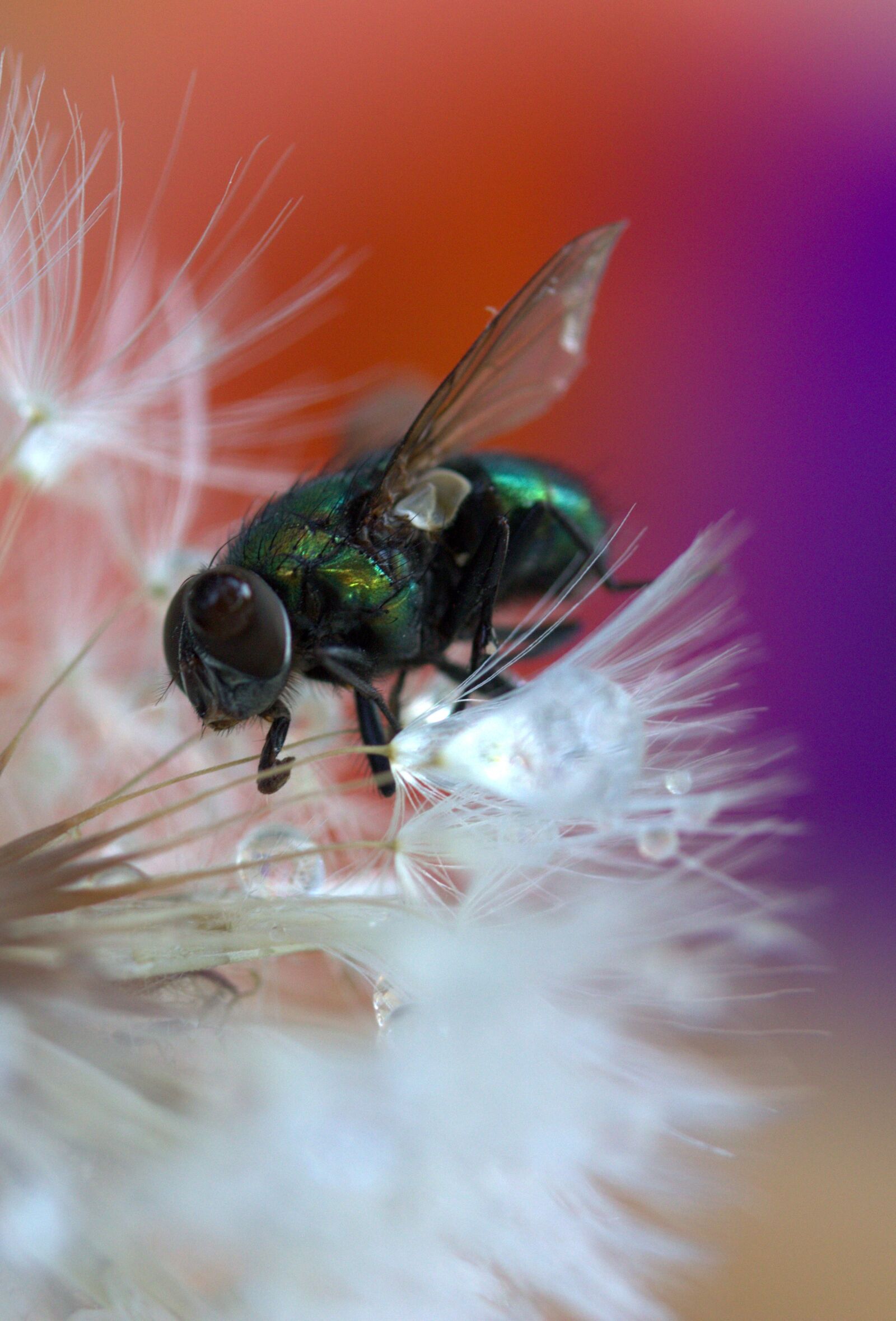 Canon EF-S 60mm F2.8 Macro USM sample photo. Fly, dandelion, drops photography