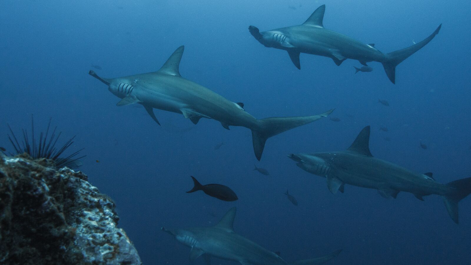 Olympus PEN E-PL6 sample photo. Hammerhead shark, hammerhead sharks photography