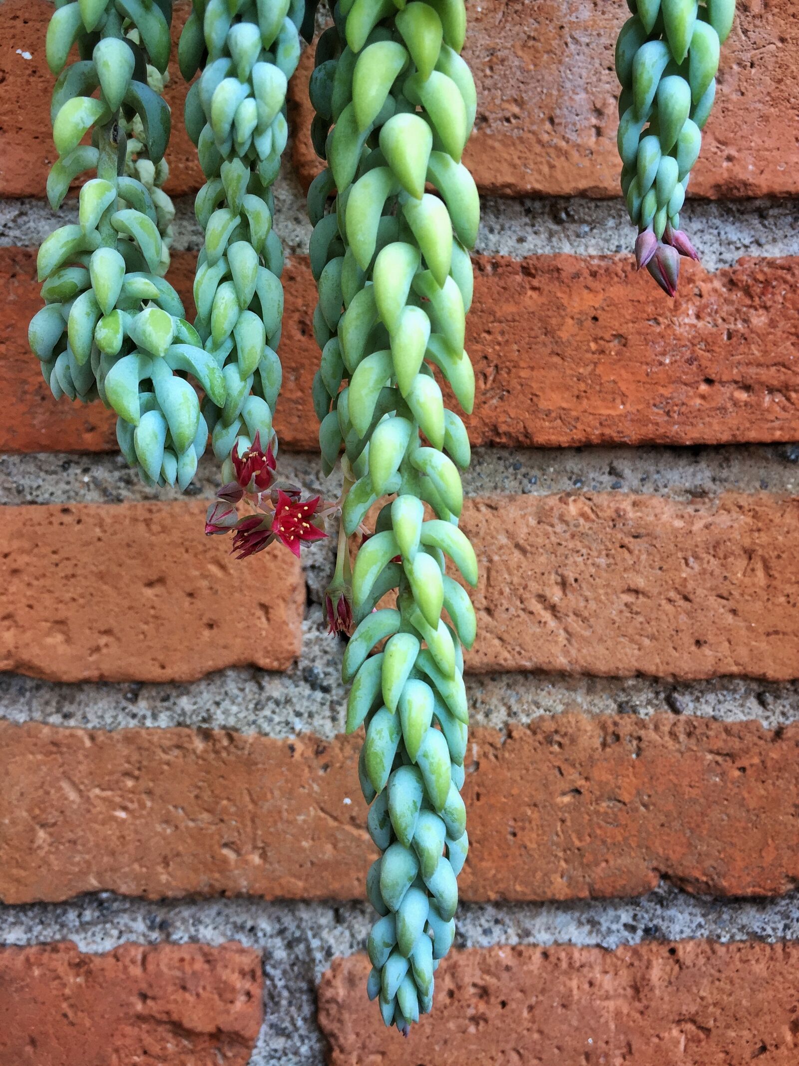 iPhone 6 Plus back camera 4.15mm f/2.2 sample photo. Succulent, house, garden photography