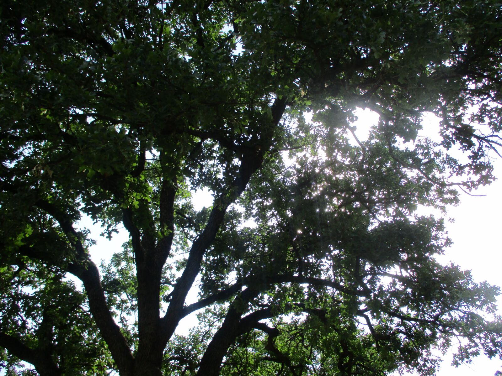Canon PowerShot ELPH 180 (IXUS 175 / IXY 180) sample photo. Sun, leaves, tree photography