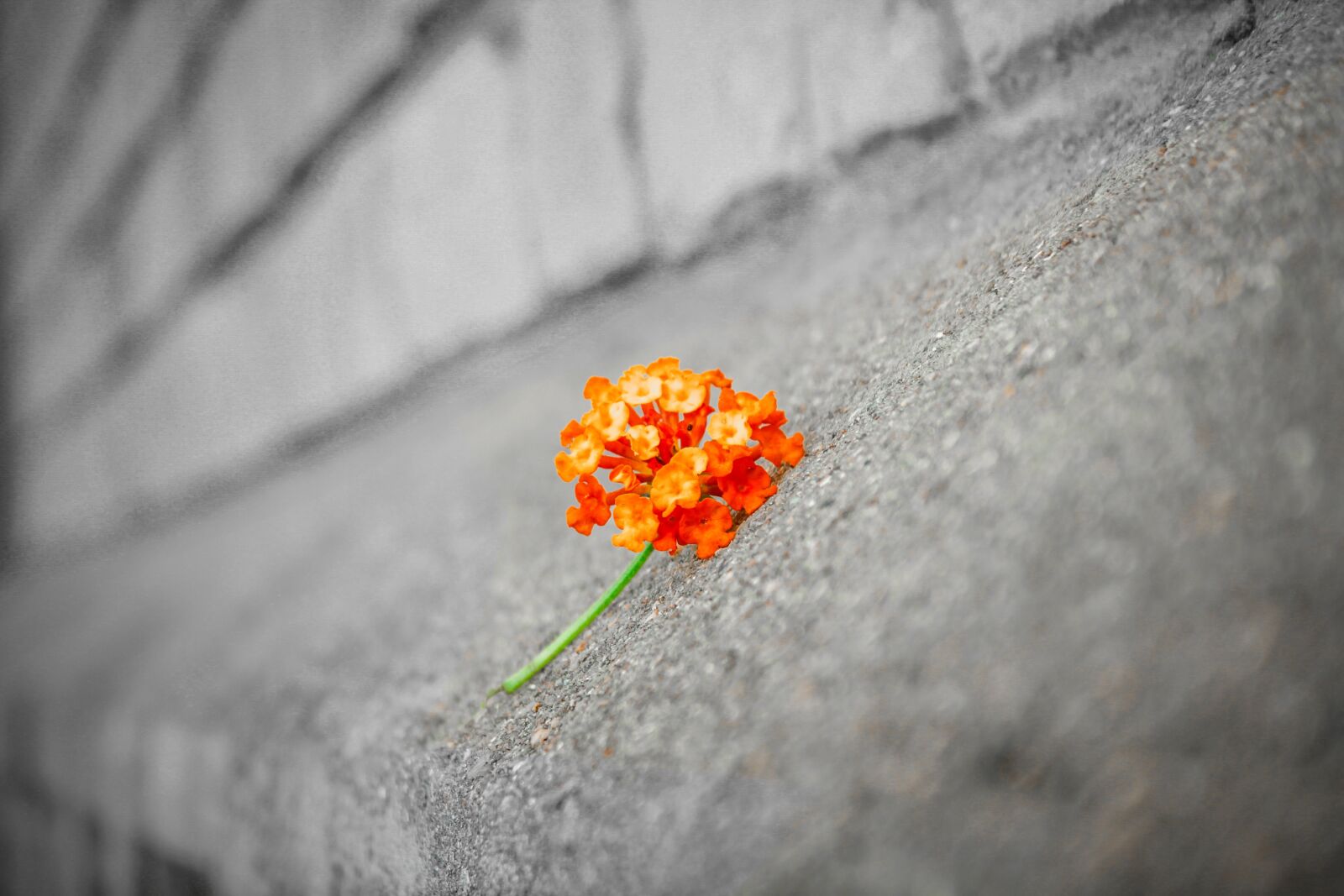 Canon EOS 500D (EOS Rebel T1i / EOS Kiss X3) sample photo. Flower, black and white photography