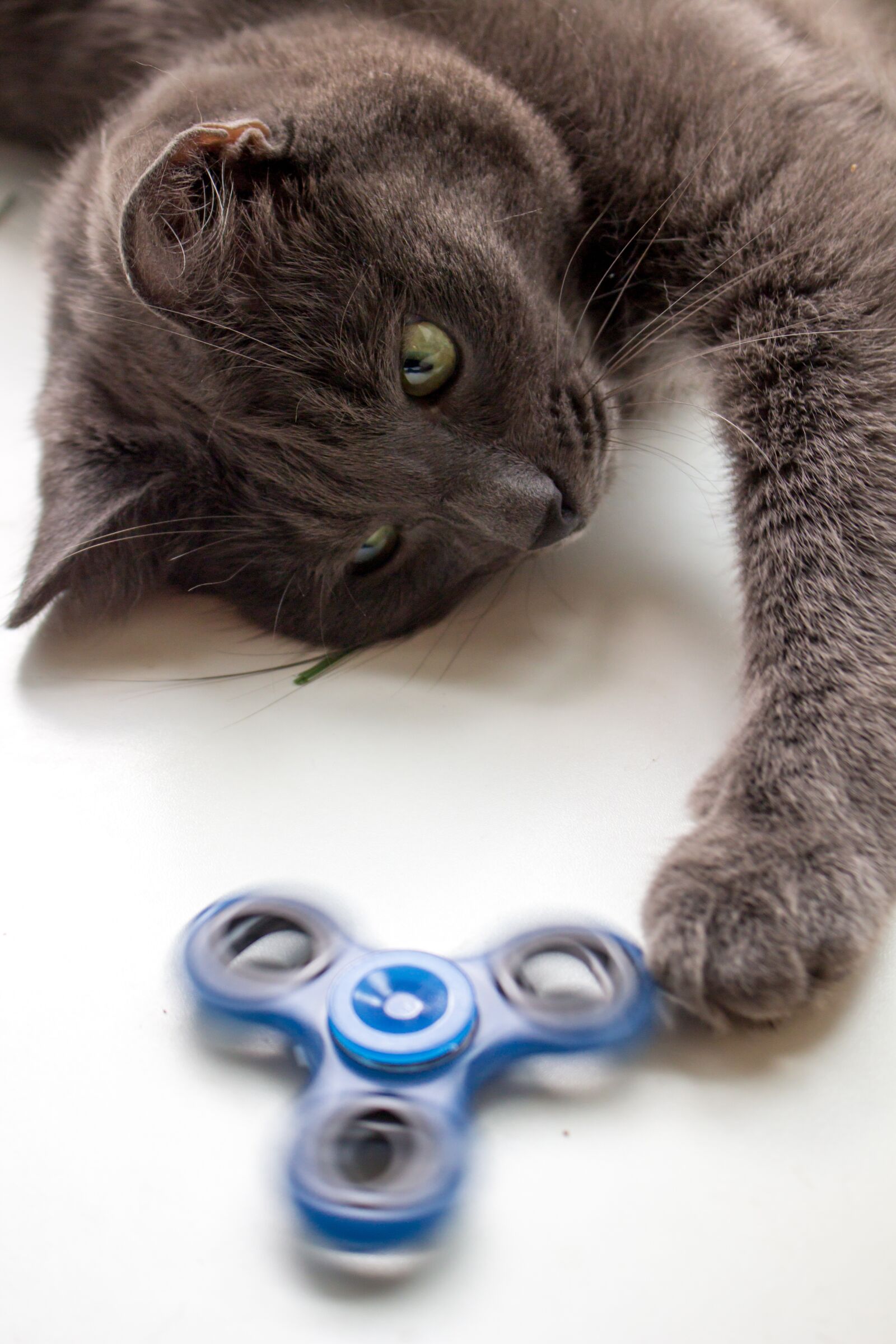 Canon EOS 100D (EOS Rebel SL1 / EOS Kiss X7) sample photo. Spinner, cat, toy photography