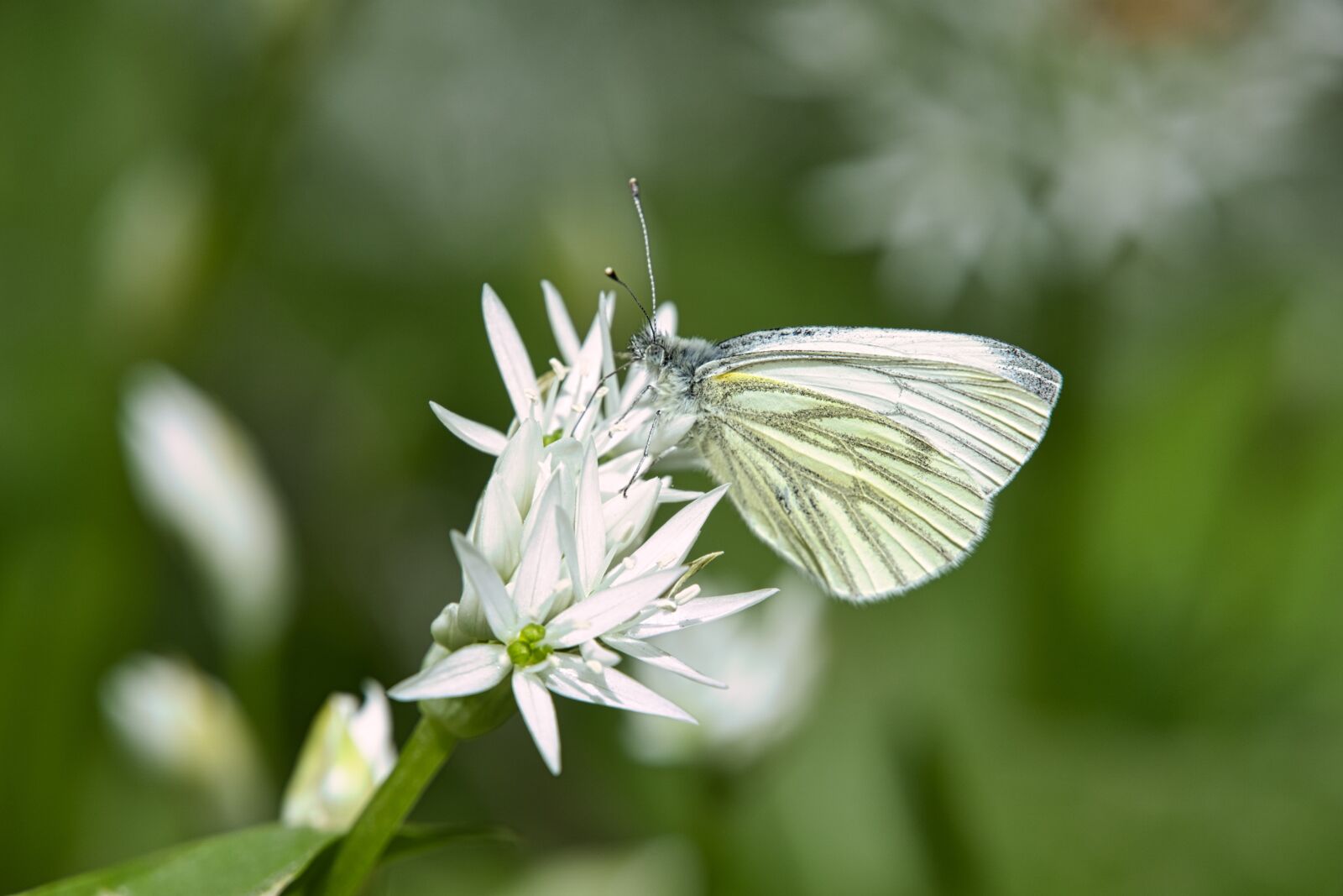 Sony a6400 sample photo. Bear's garlic, wild garlic photography
