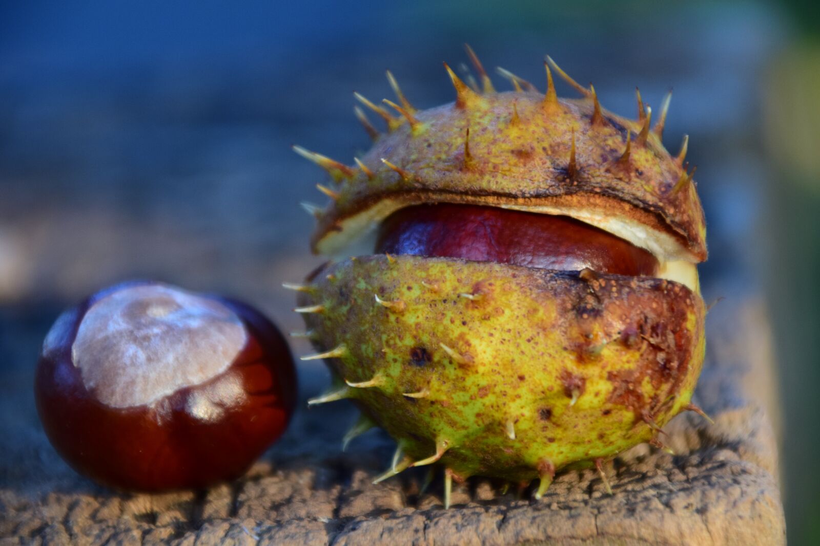 Nikon D3300 sample photo. Chestnut, buckeye, ordinary rosskastanie photography